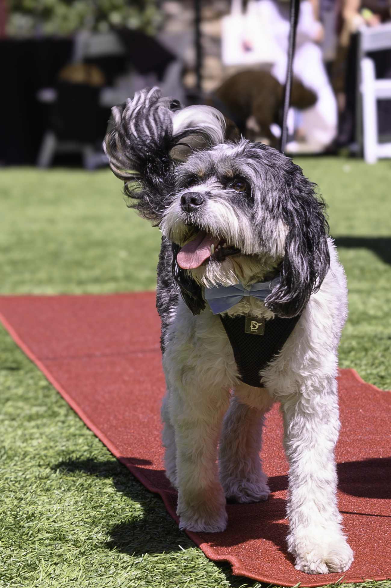 suzanne-hawken-napa-photographer-wags-wine-and-dine-2024-3.png