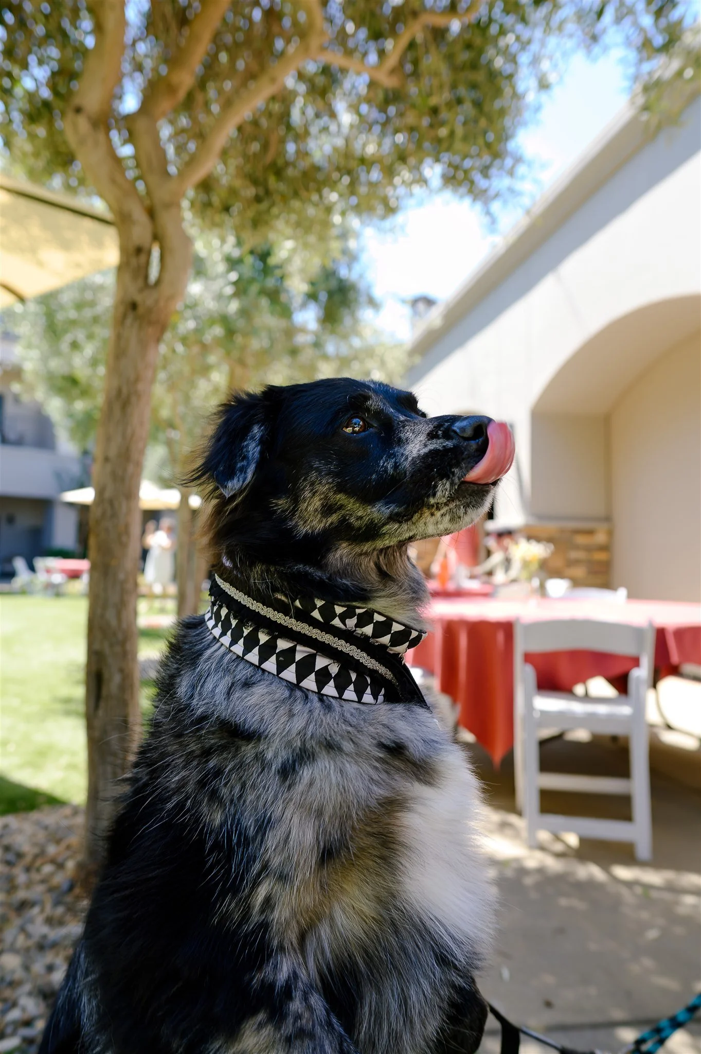 ALP_Wag_Wine_and_Dine_1138.jpg