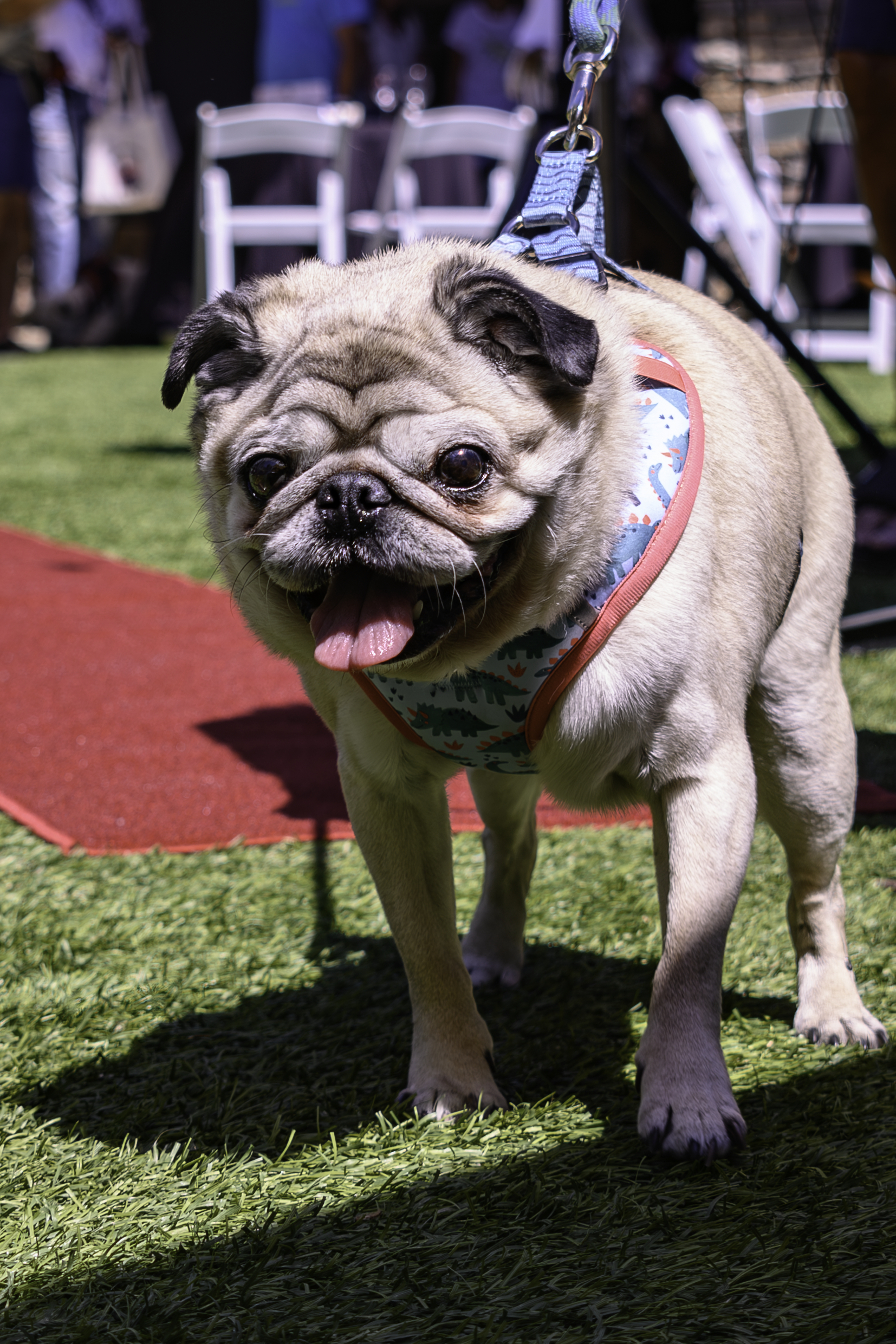 suzanne-hawken-napa-photographer-wags-wine-and-dine-2024-5.png