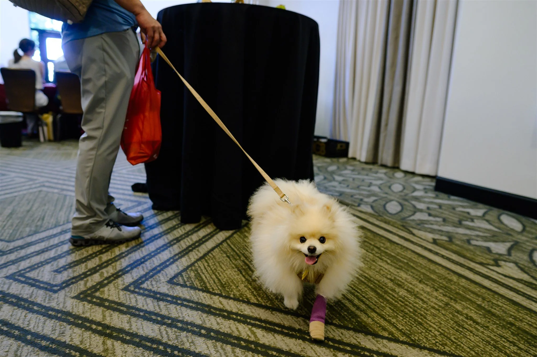 ALP_Wag_Wine_and_Dine_1188.jpg