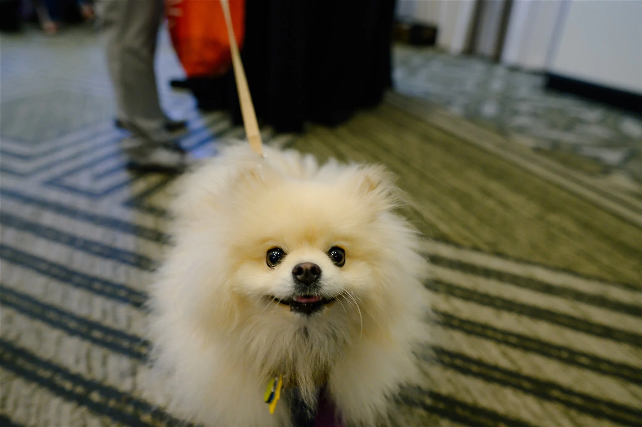ALP_Wag_Wine_and_Dine_1189.jpg