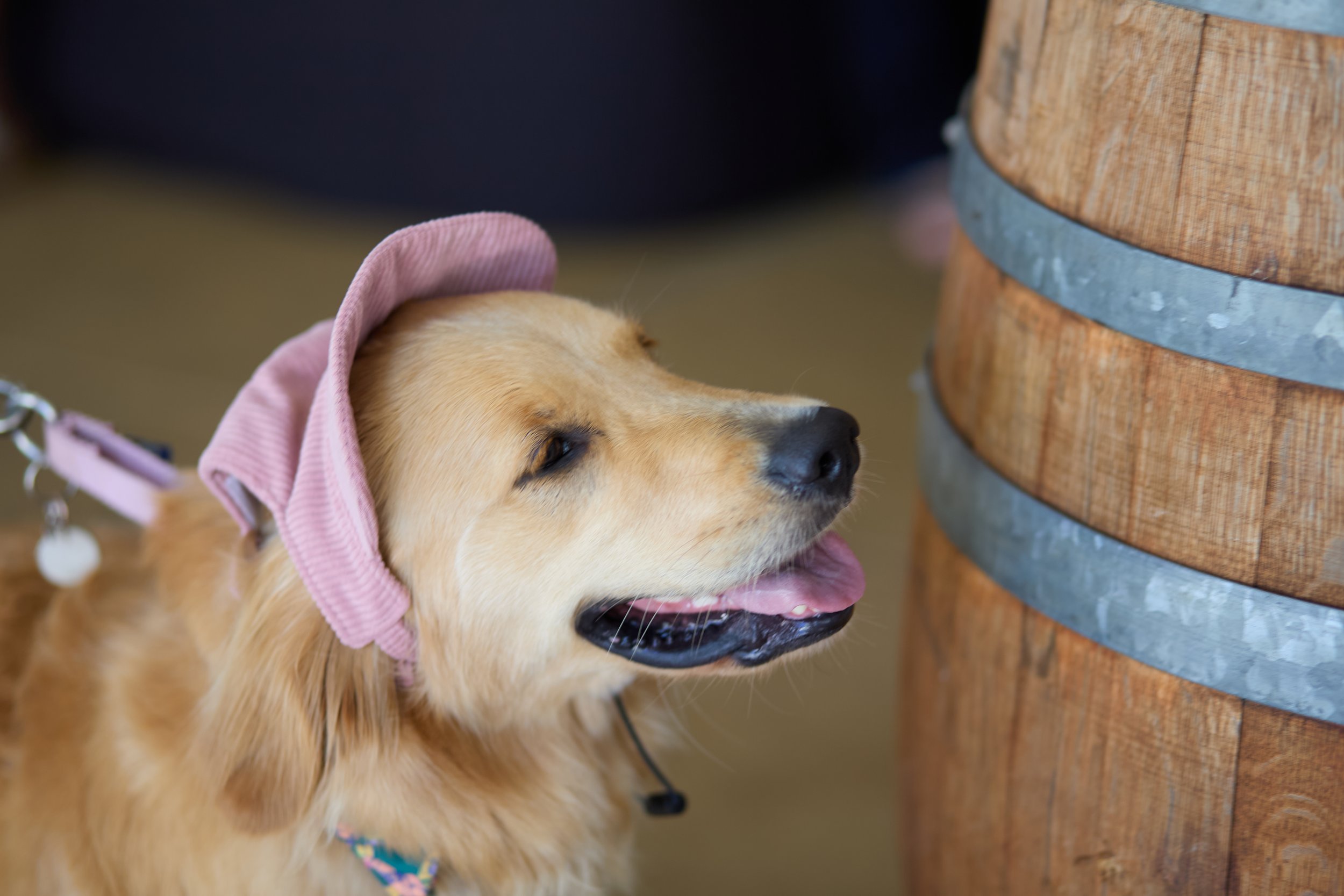 Wag wine and dine event picture