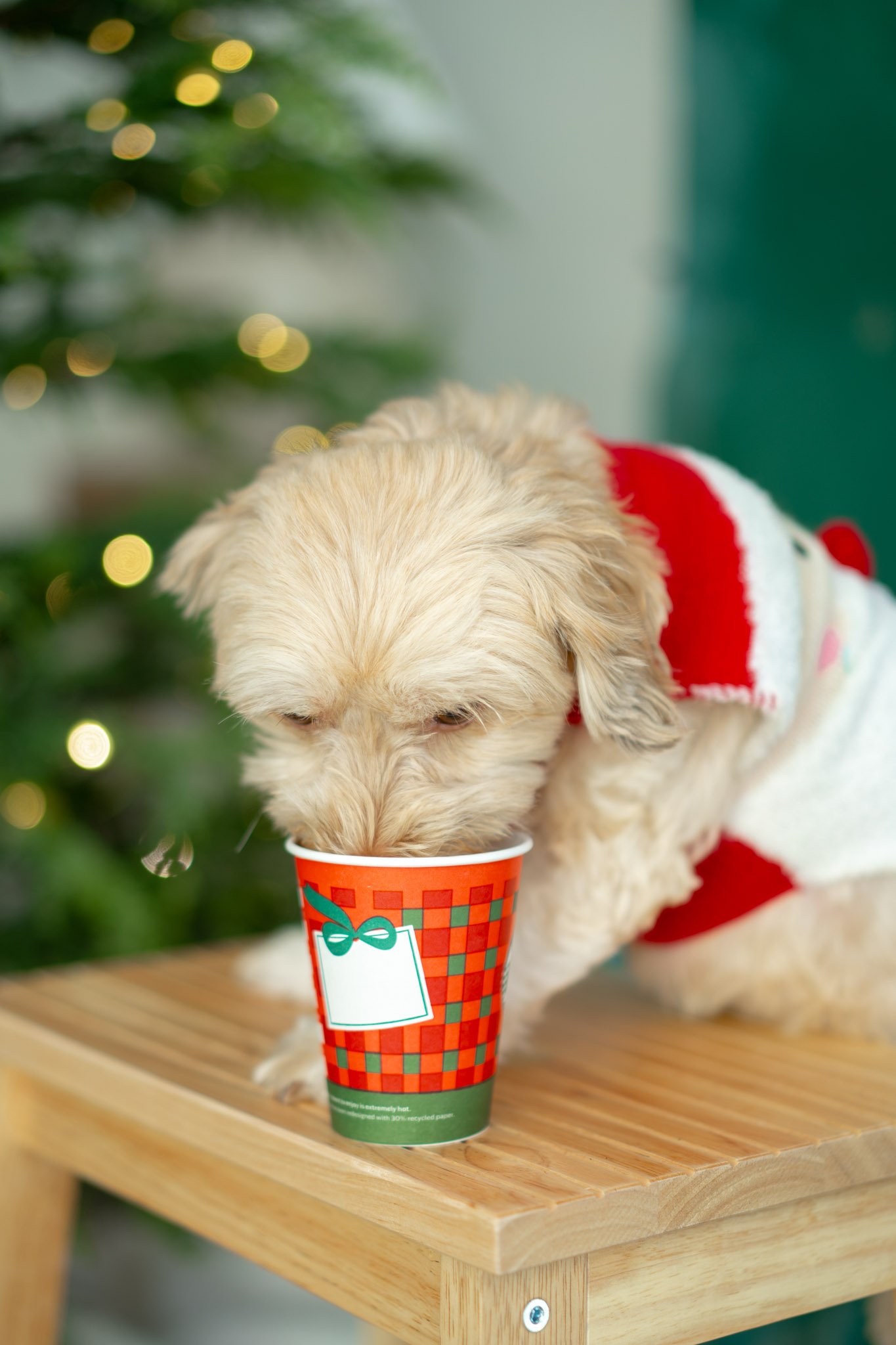 staten island christmas photos-1-3.jpg