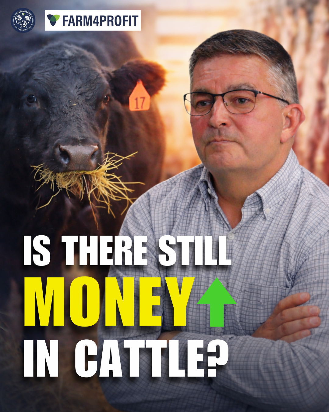 Building Profitable Cattle Feeding Systems That Scale