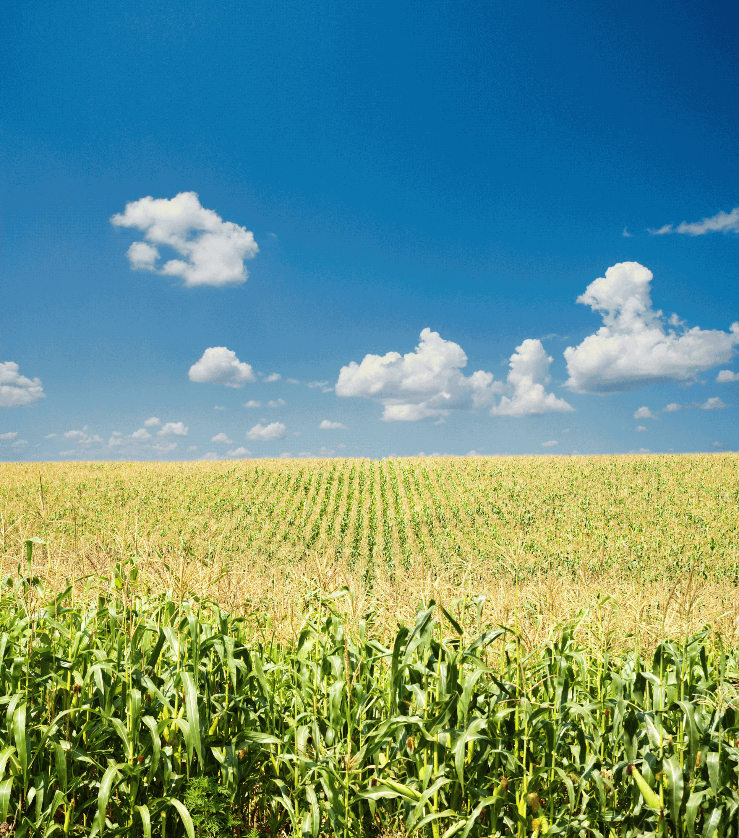 Put double-coverage control on aphids this season