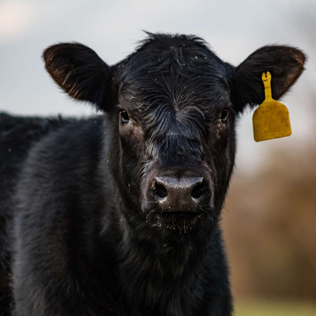 How Prediction Markets Could Help Farmers Manage Risk