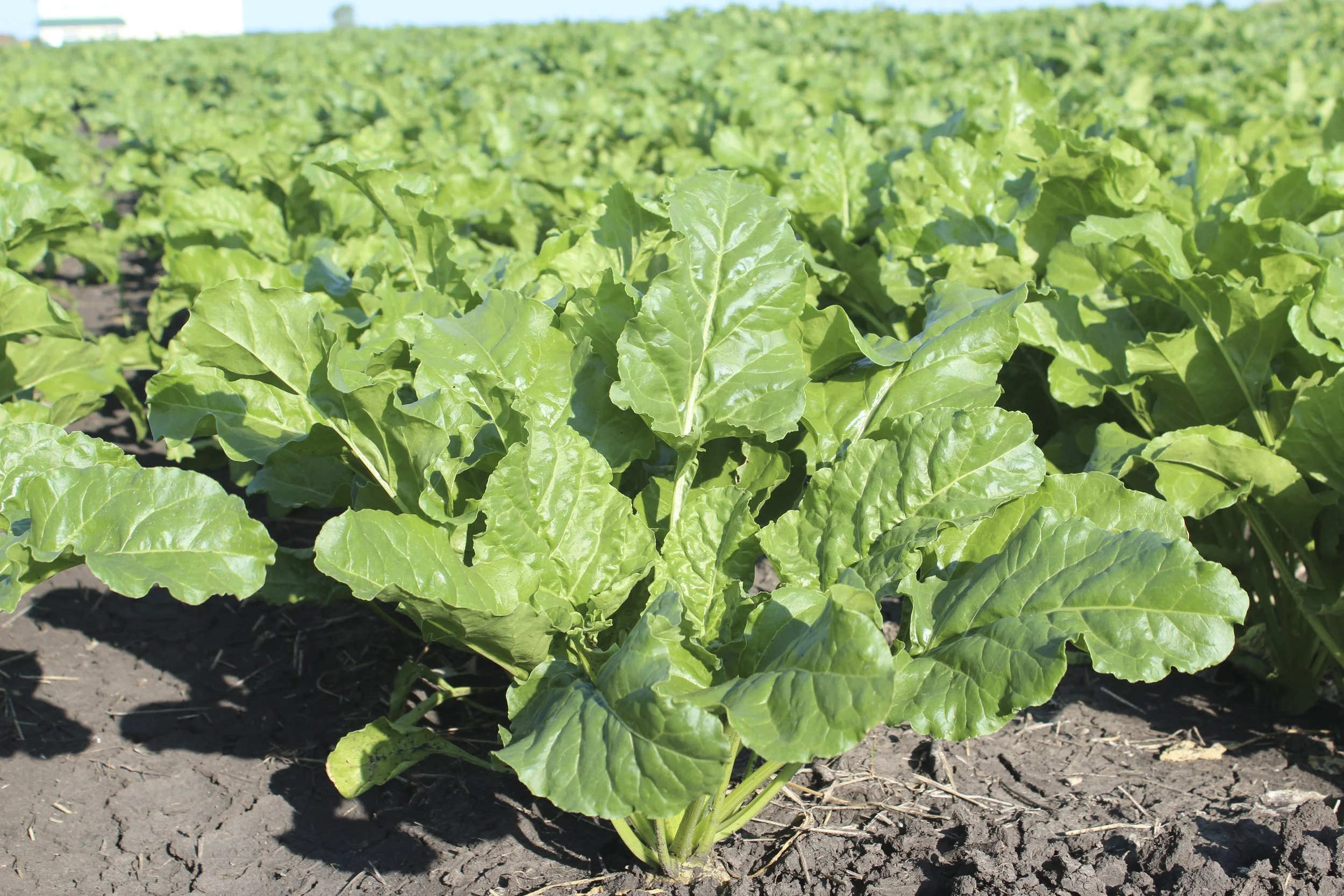 New tool, familiar fight: Verpixo™ fungicide brings a new mode of action forsugar beet disease management