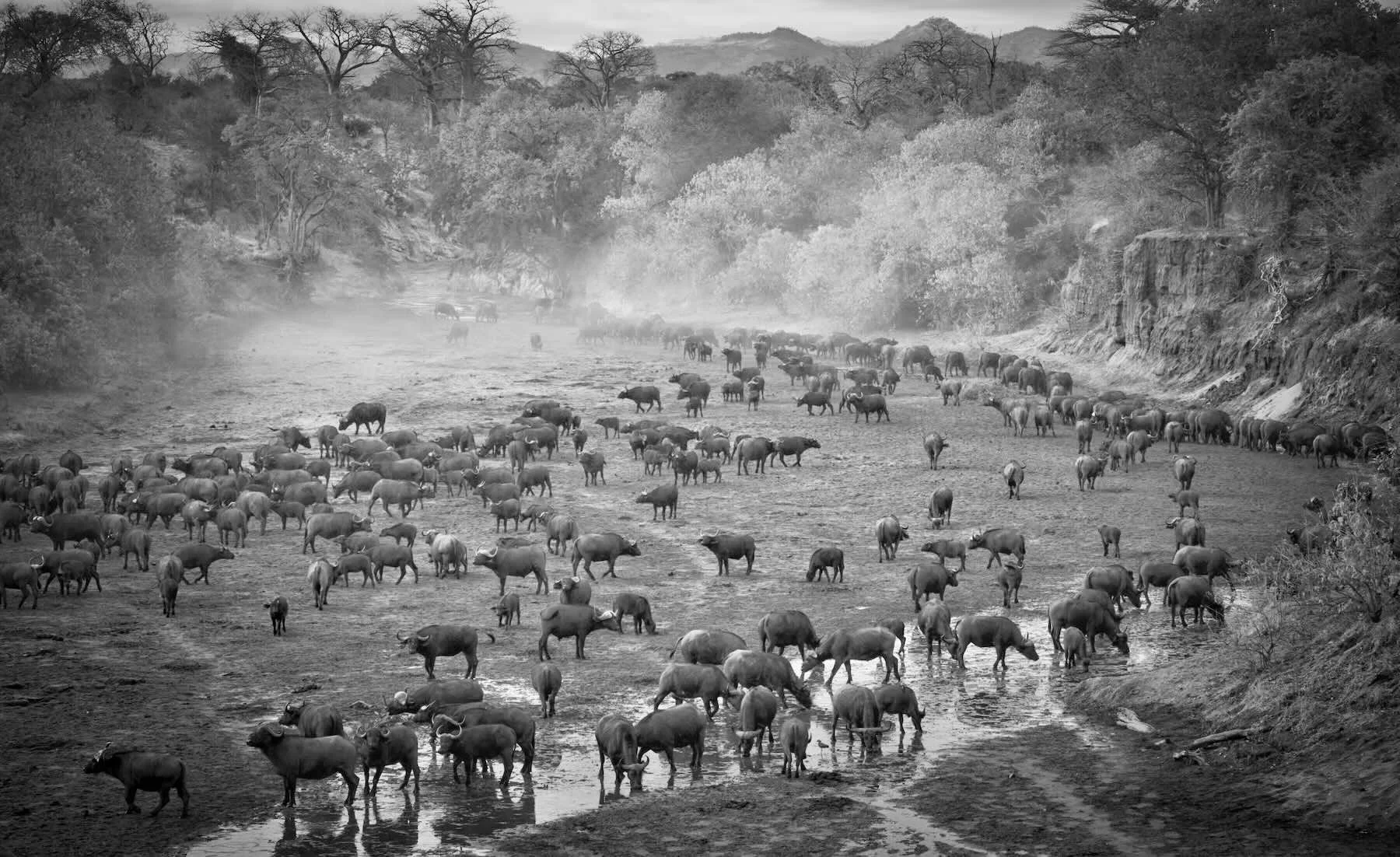 Buf 03 Chitake herd Small.jpeg