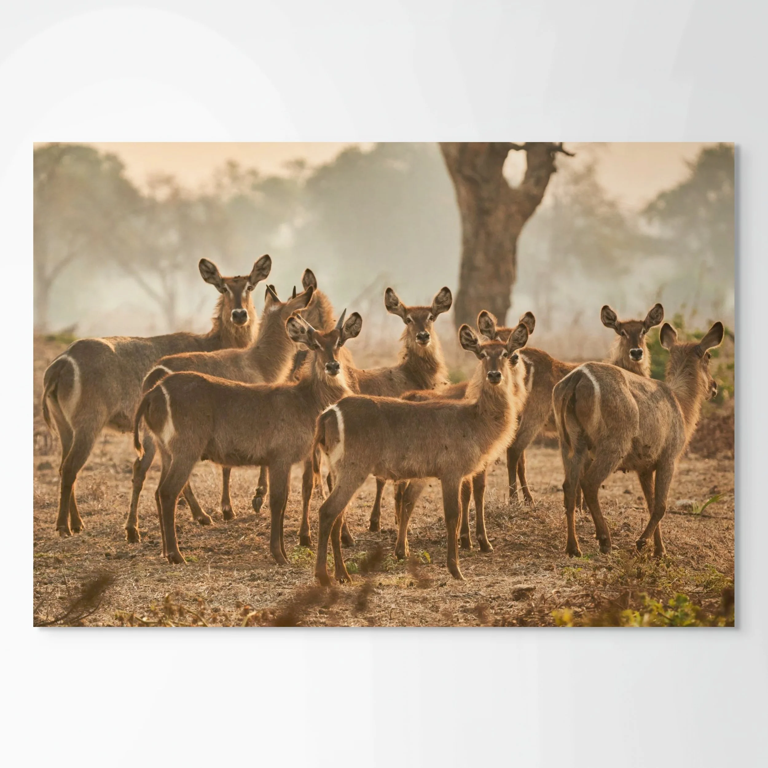 waterbuck at dusk-full (1).jpg