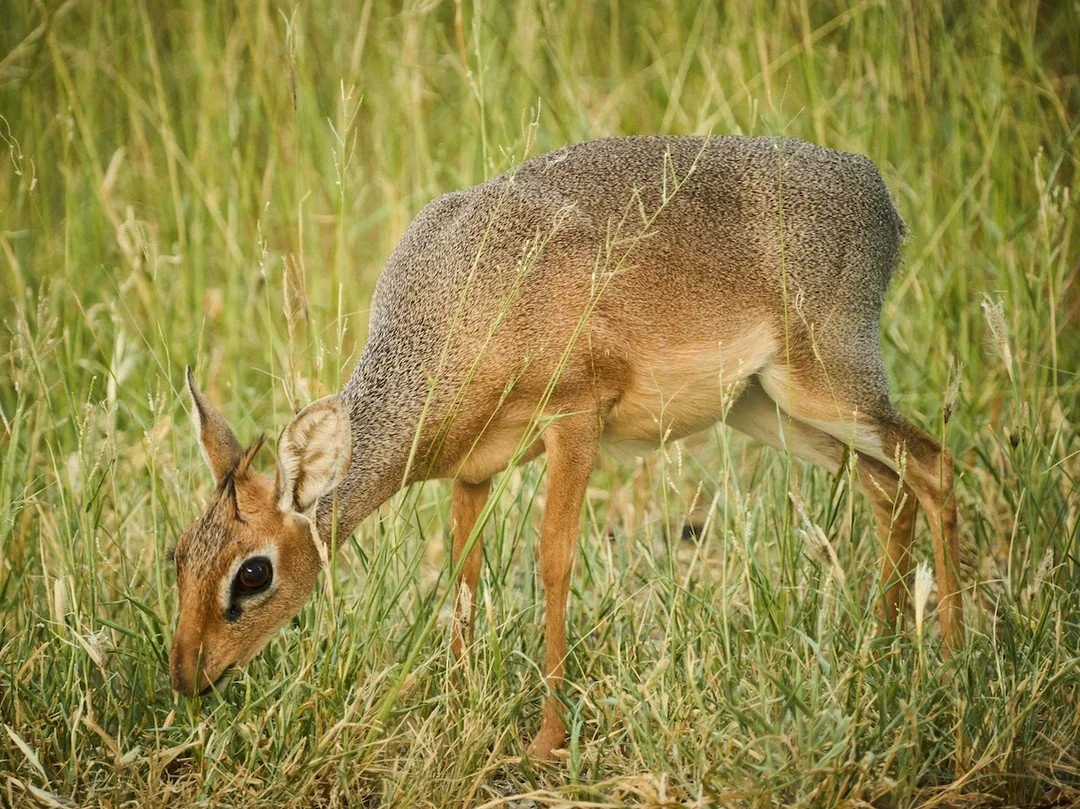 The rare Damara Dik-Dik is one of the world&rsquo;s smallest antelope. They are found in parts of Angola and Namibia. Browses mainly leaves, but also feeds on herbs, flowers, berries and pods. They weigh around 5.5 kg. Only the rams have horns. Pairs