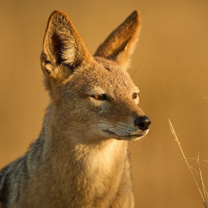 The black backed Jackal that stole our biltong while camped at Rooiputs in the Kgaligadi Transfrontier park.
.
.
.
.
#jackal
#blackbackedjackal 
#kgalagaditransfrontierpark 
#botswanasafari 
#wildlifephotography