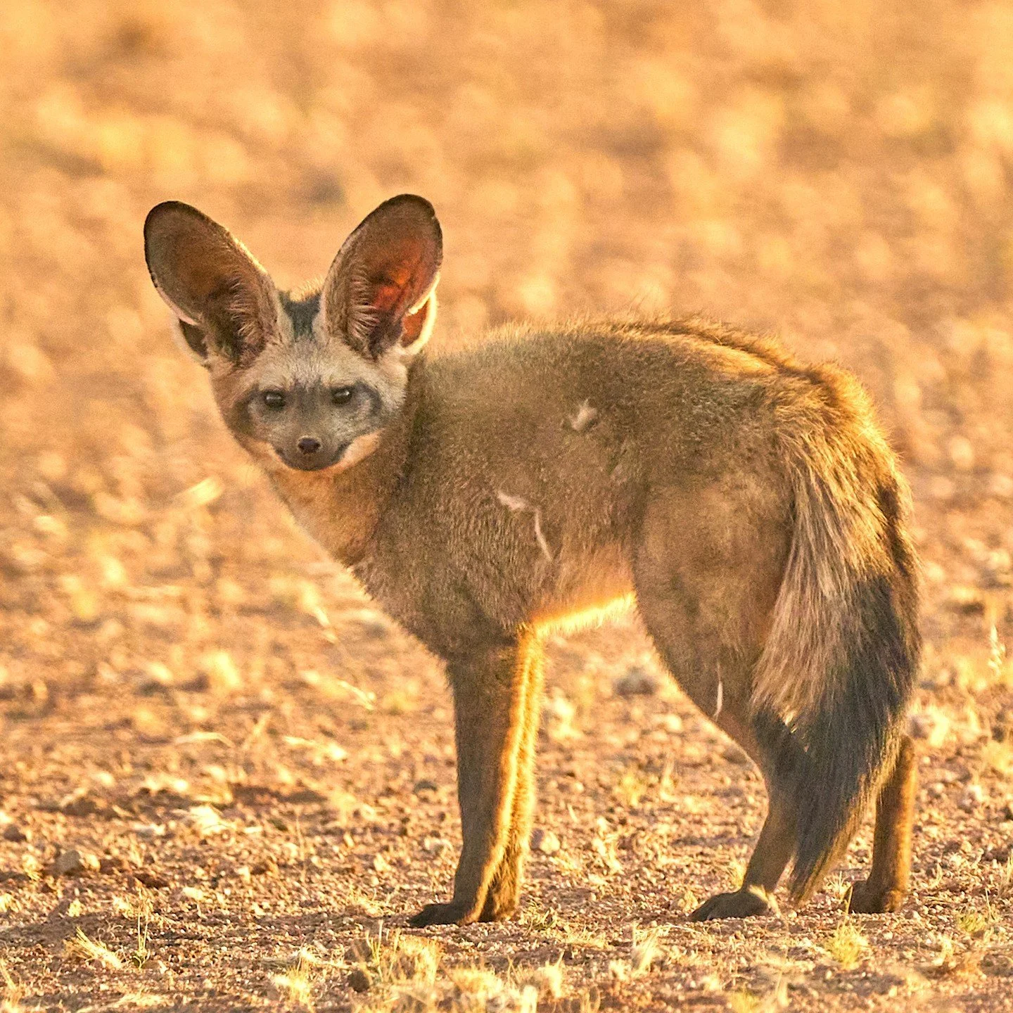 Bat-Eared Fox Otocyon megalotis is of the genus Otocyon (A dog with large ears) They are the only truly insectivorous canid. They feed on termites. Using their large, very sensitive ears they &lsquo;listen&rsquo; for their prey. Their teeth are much 