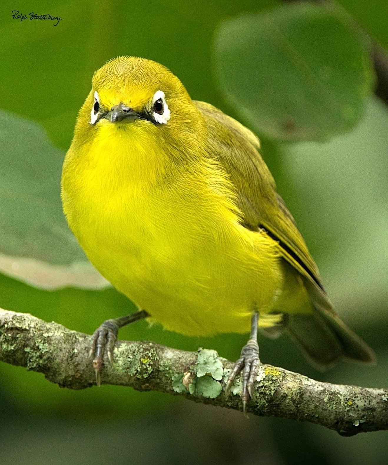 African Yellow White-eye, spotted in my garden in Harare 🍃

#birdphotography 
#bird_world 
#nuts_about_birds 
#birdnatureshots 
#naturelovers