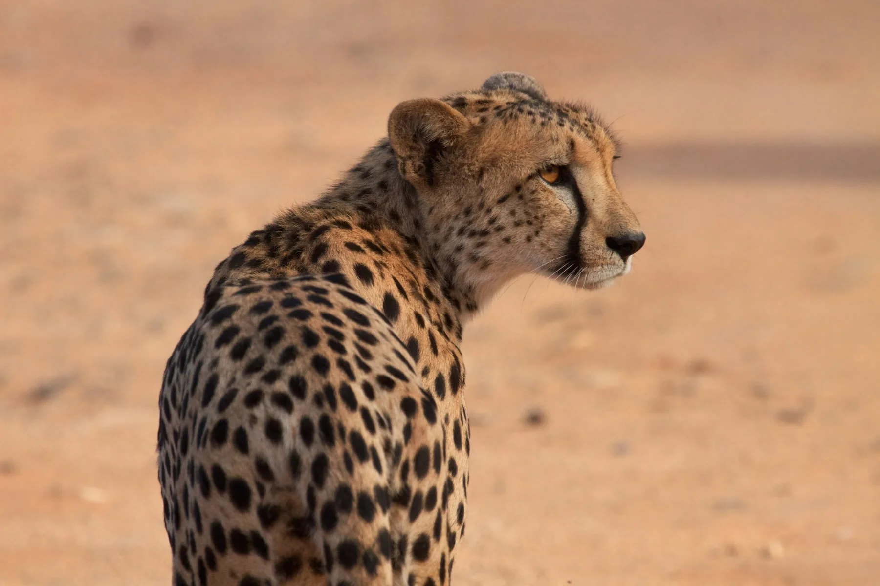 Cheetah (mid) Small.jpeg