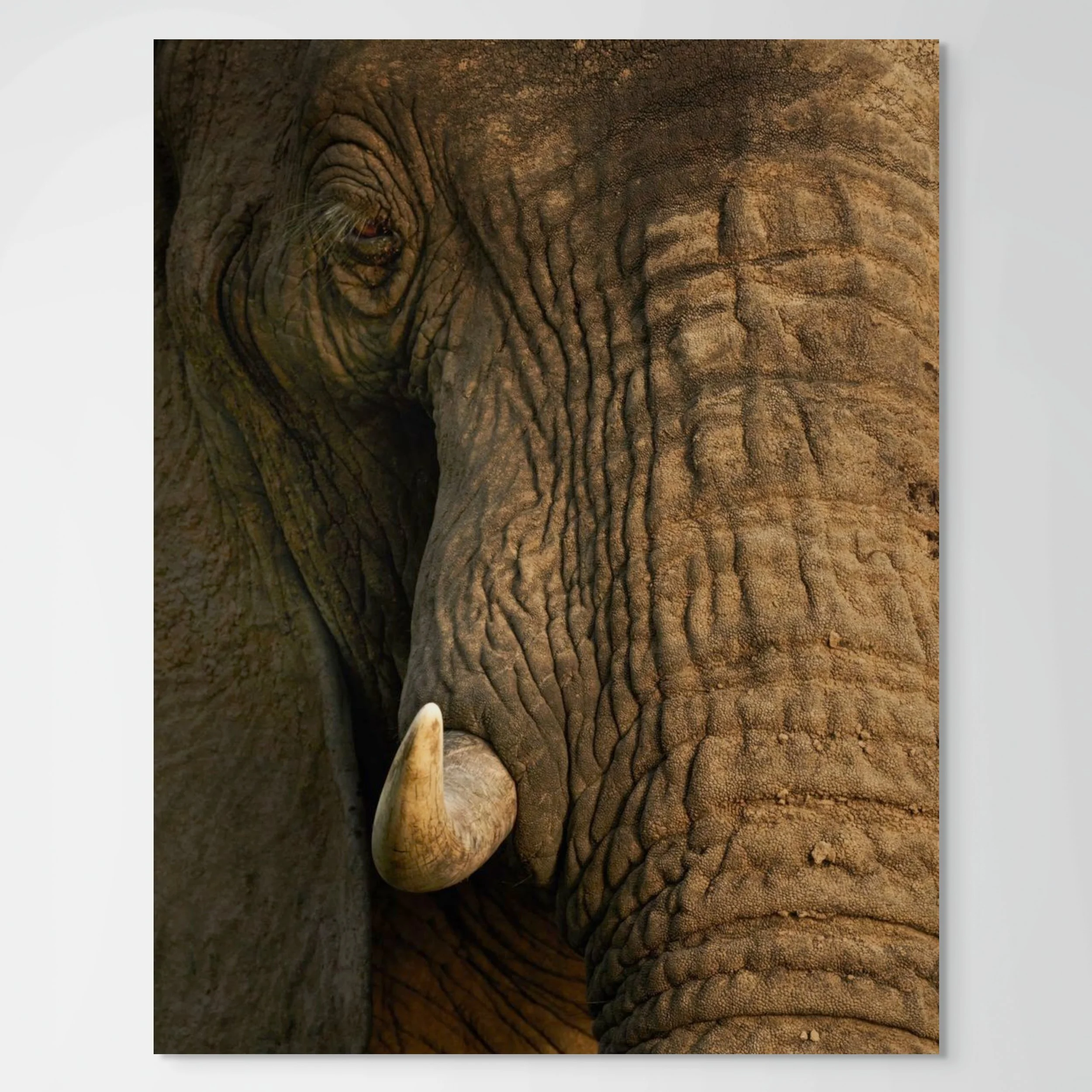 gentle giant-full (2).jpg