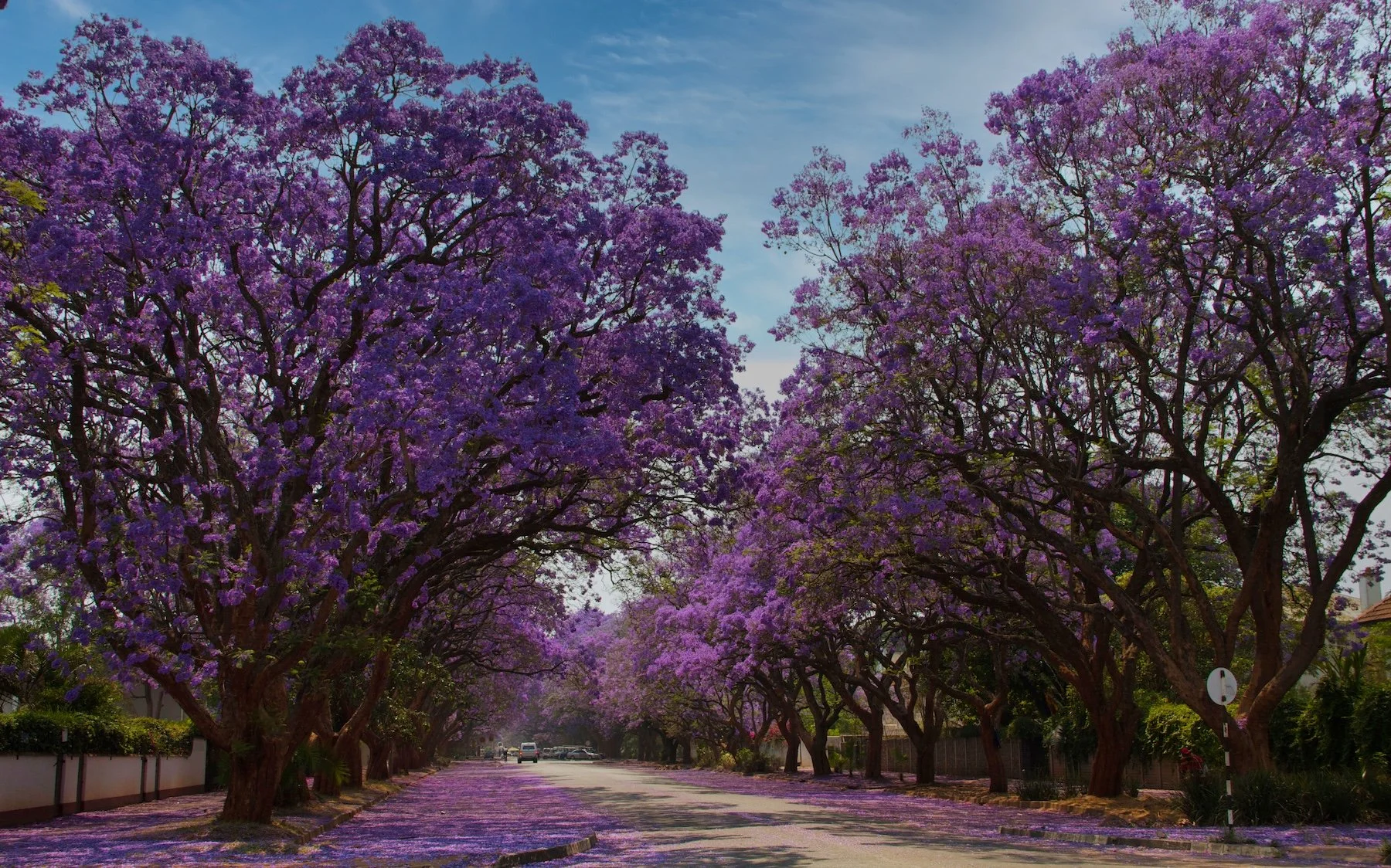 Jacaranda small.jpeg
