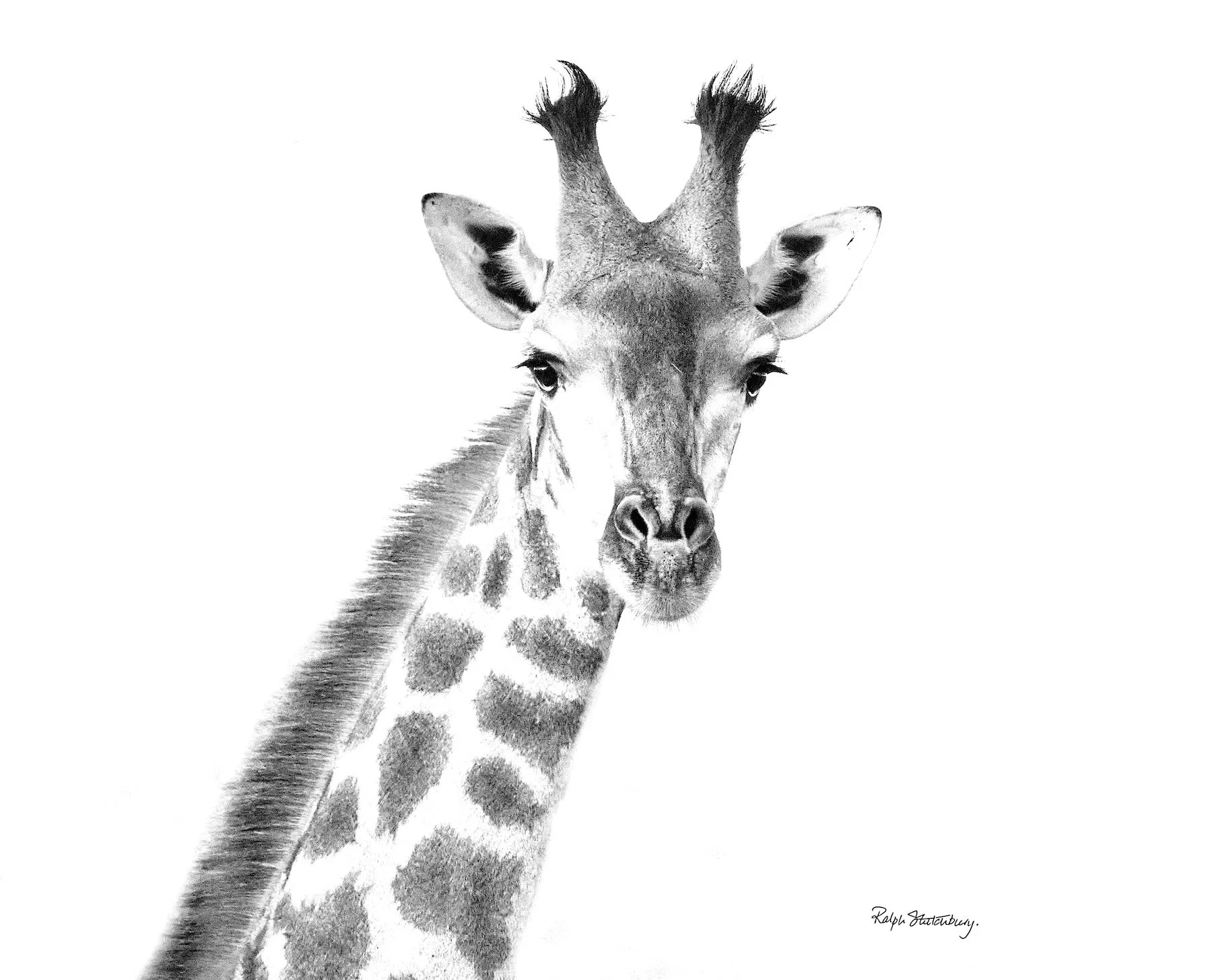 Youngster, Giraffe