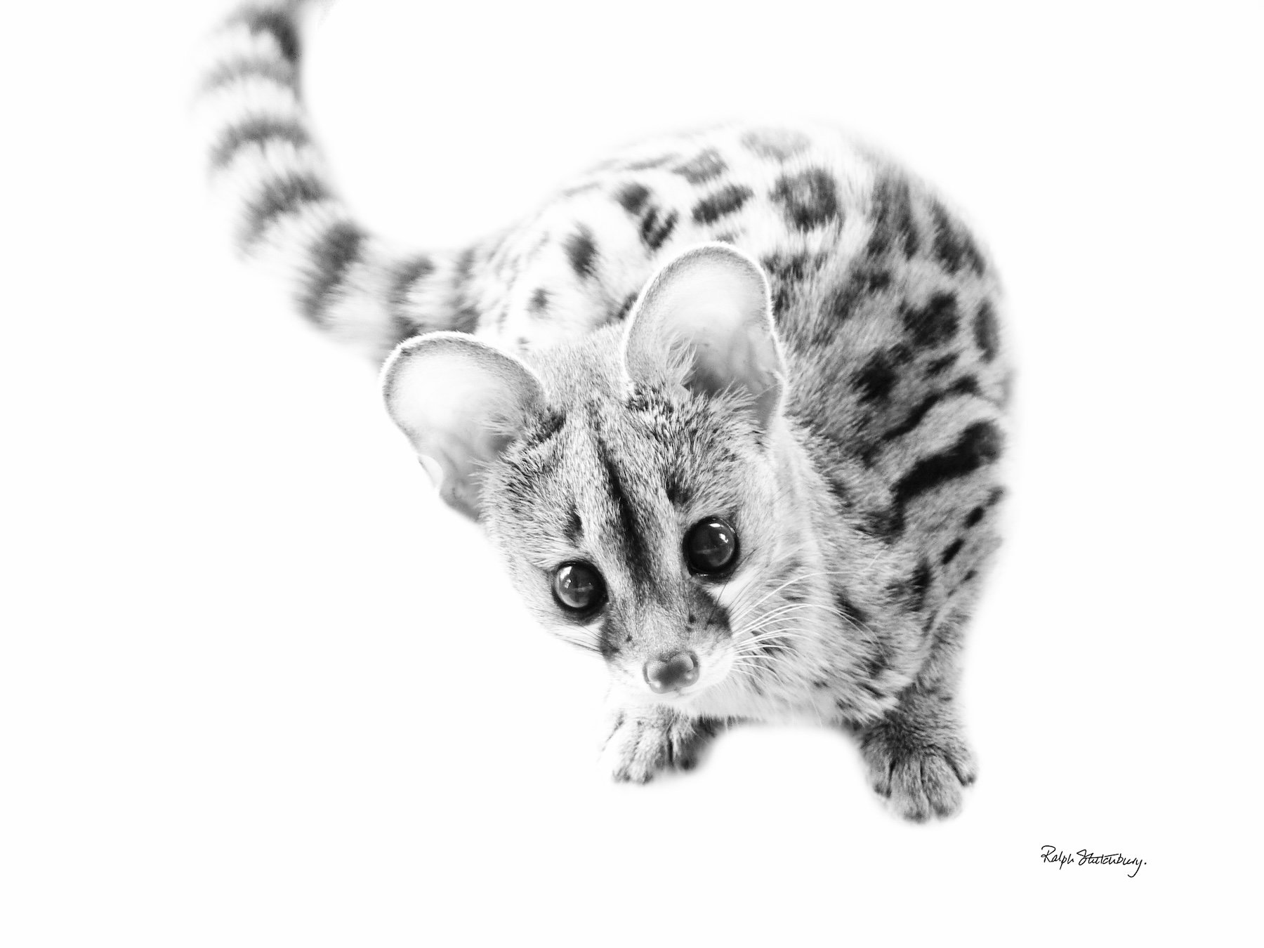 Curious Genet