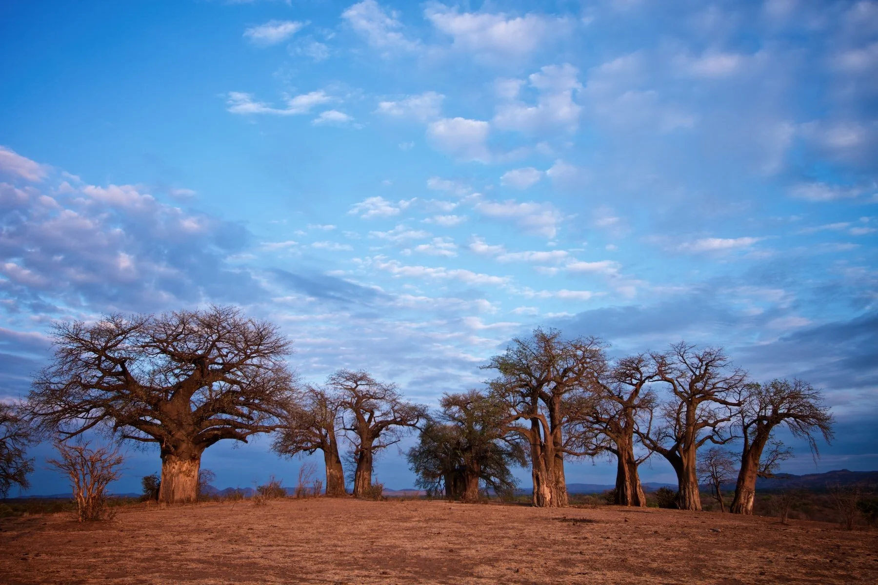 Bao 18 Chitake baobabs colour small.jpeg