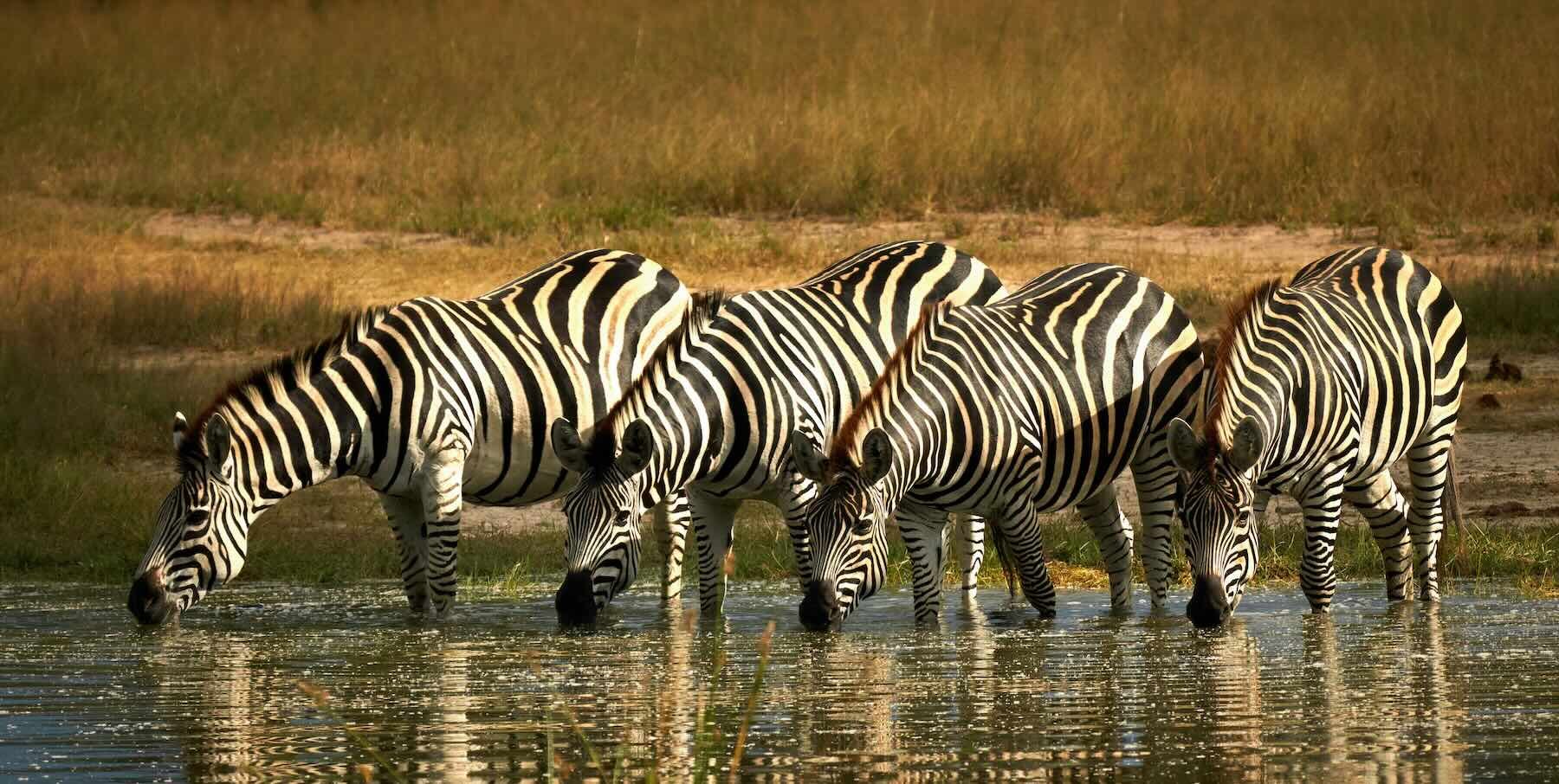 Thirsty zebras Small.jpeg