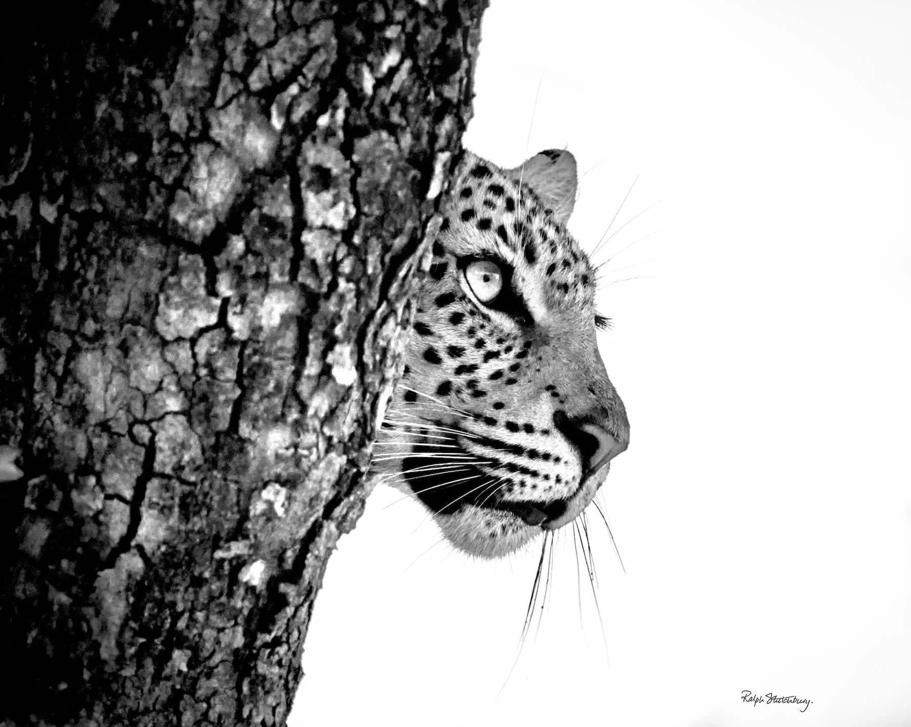 Leopard Behind tree Small.jpeg