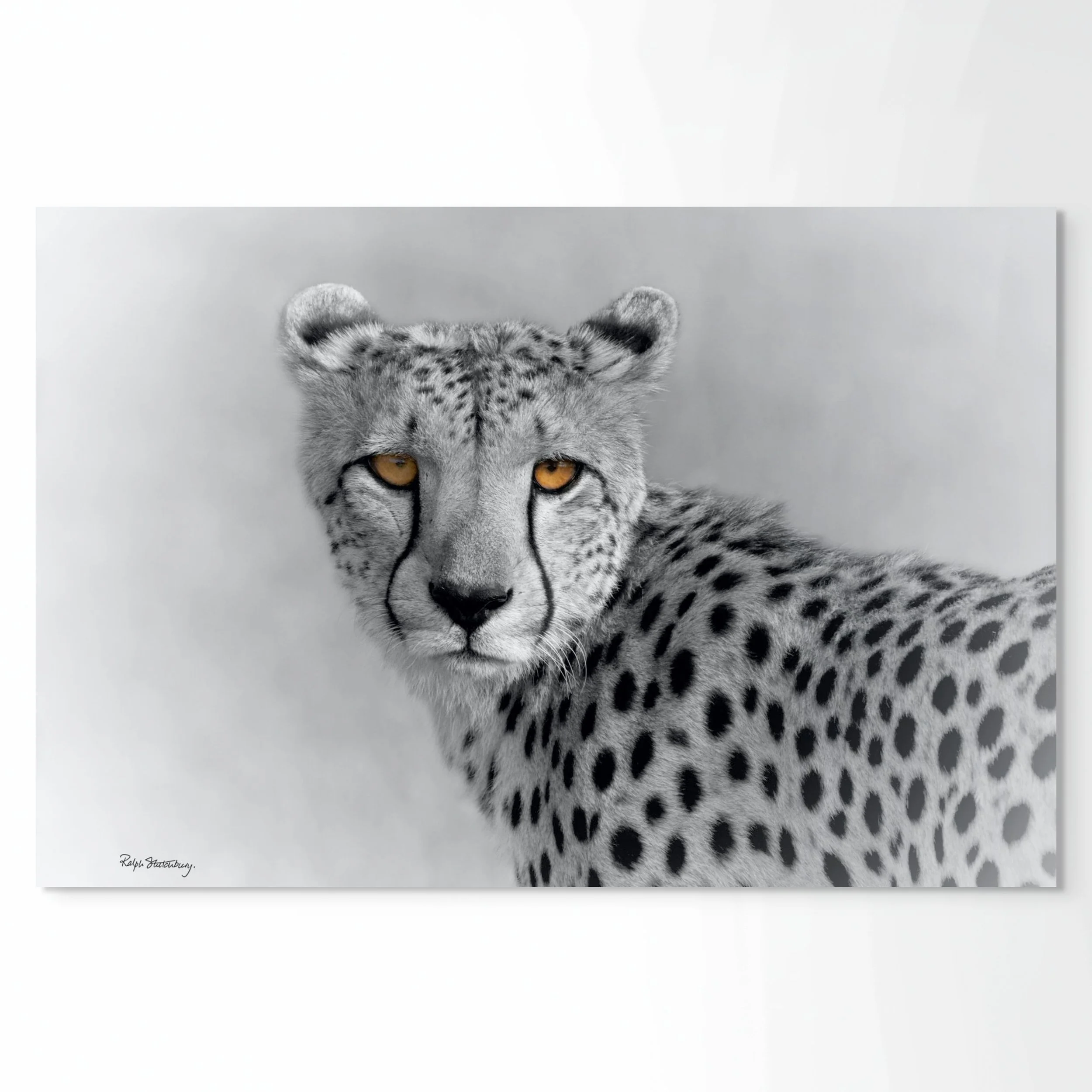 cheetah yellow eyes-full.jpg