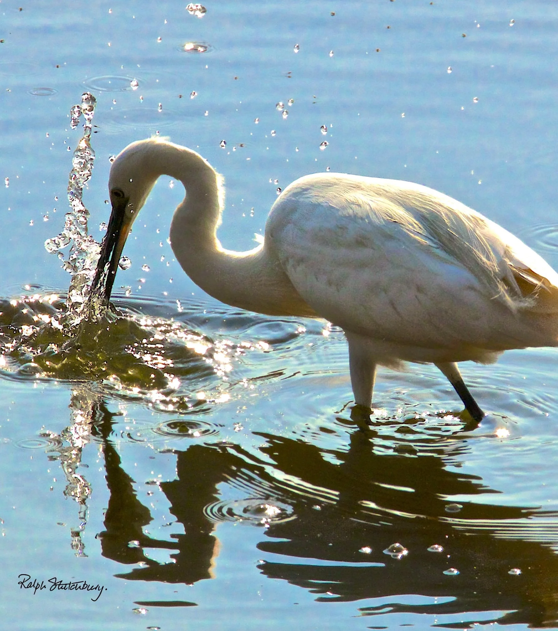 Great Egret Taking a Stab