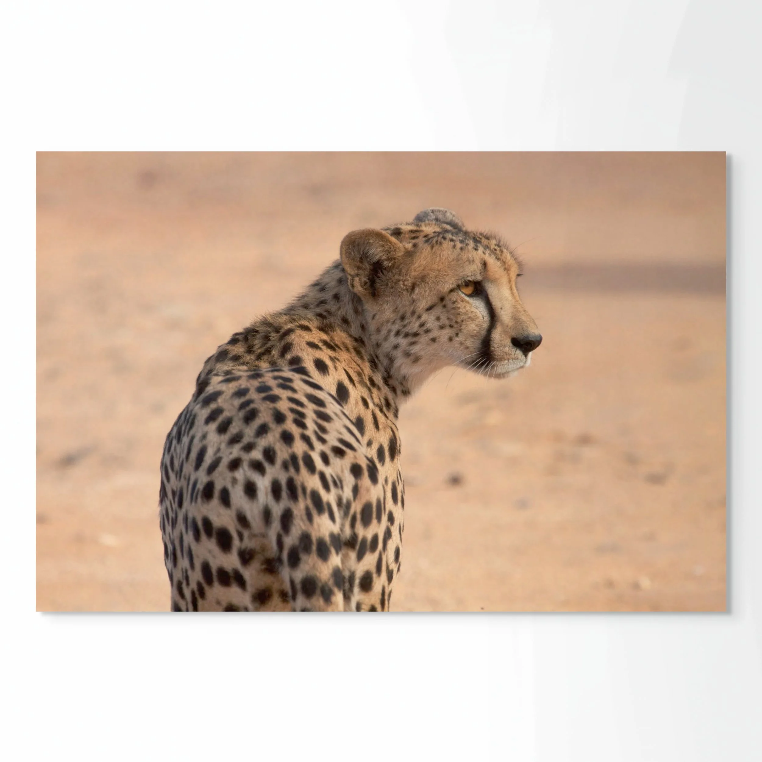 pause on the plains-full.jpg