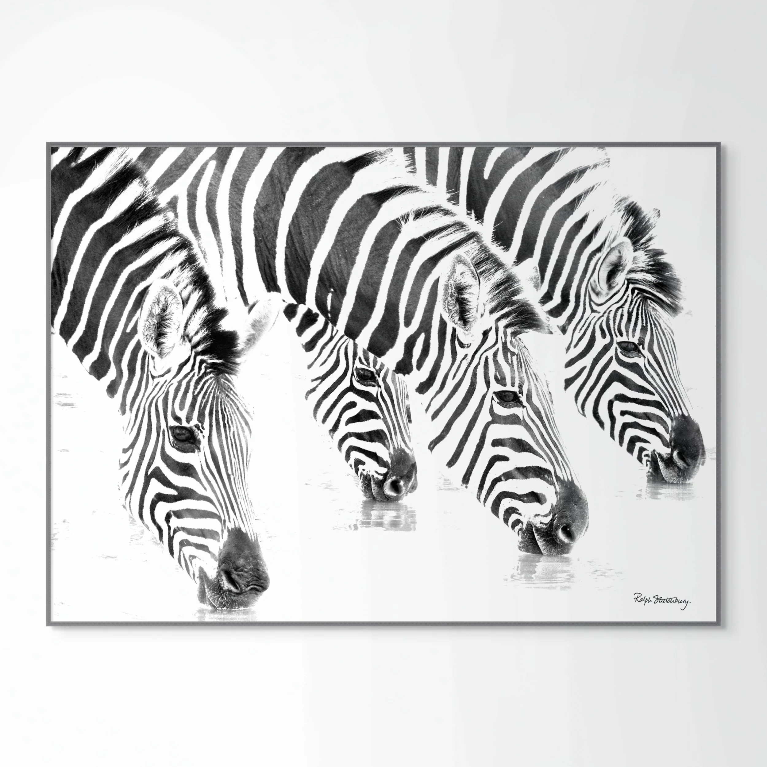 zeb 15 zebras four drinking-full (1).jpg