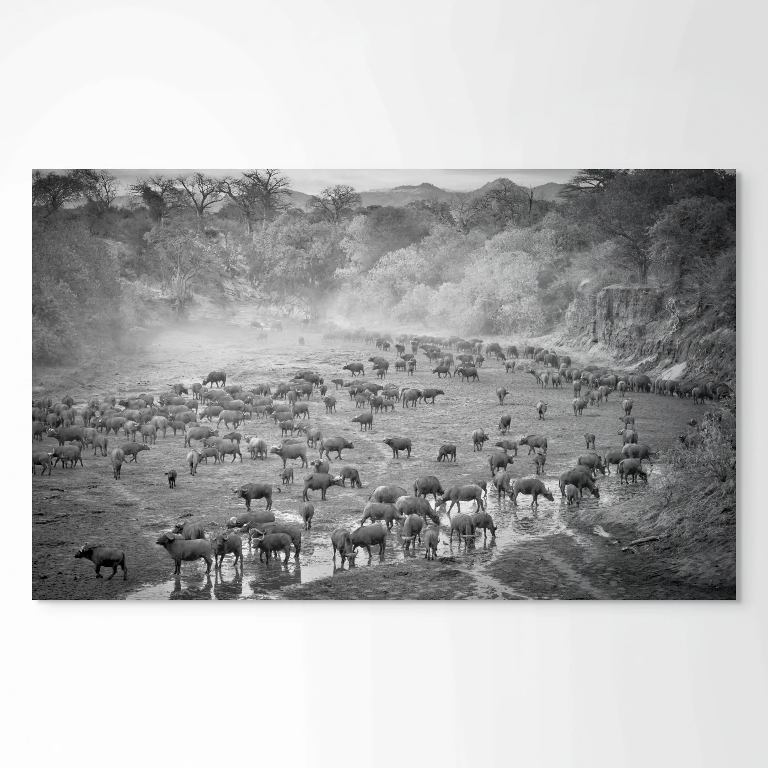 chitake buffalo herd-full.jpg