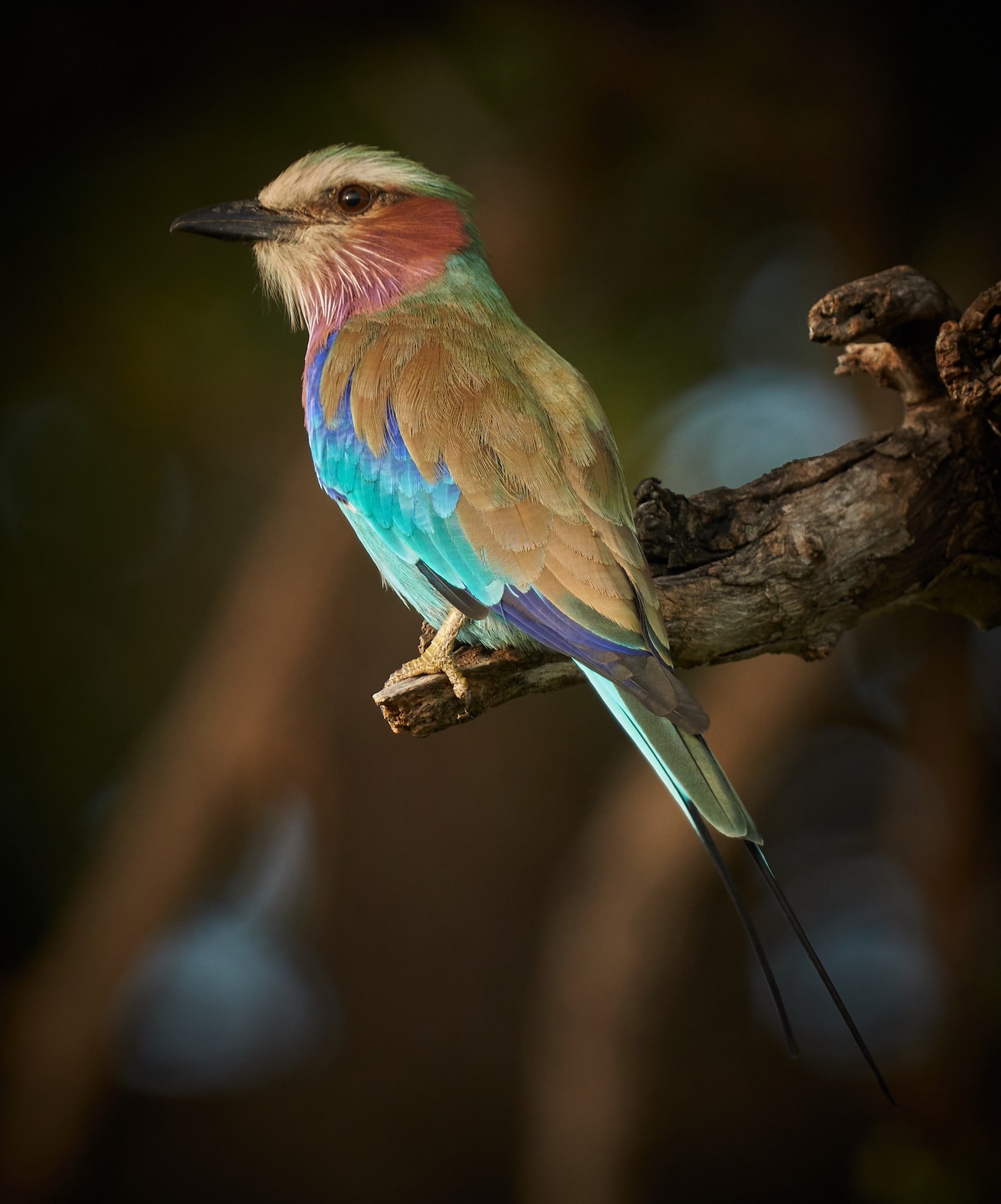 Lilac Breasted Roller