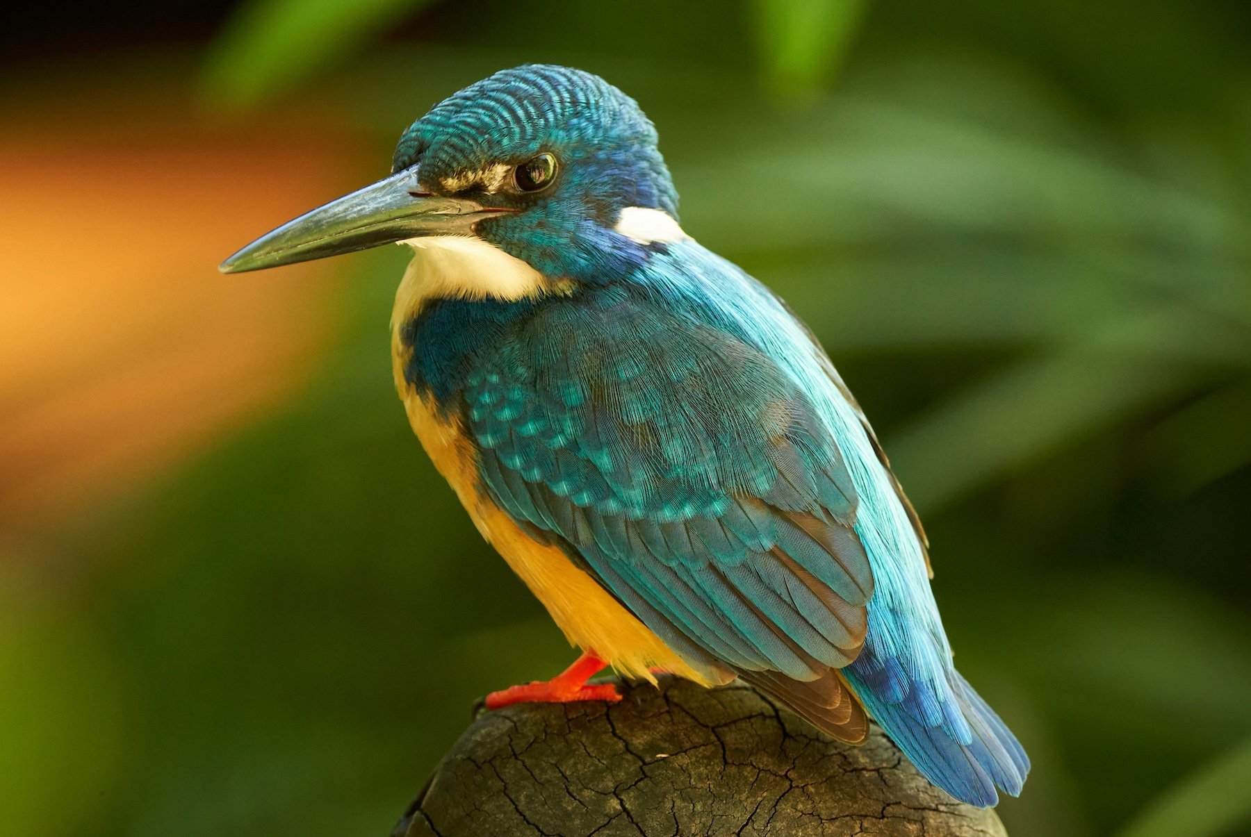 Half-Collared Kingfisher