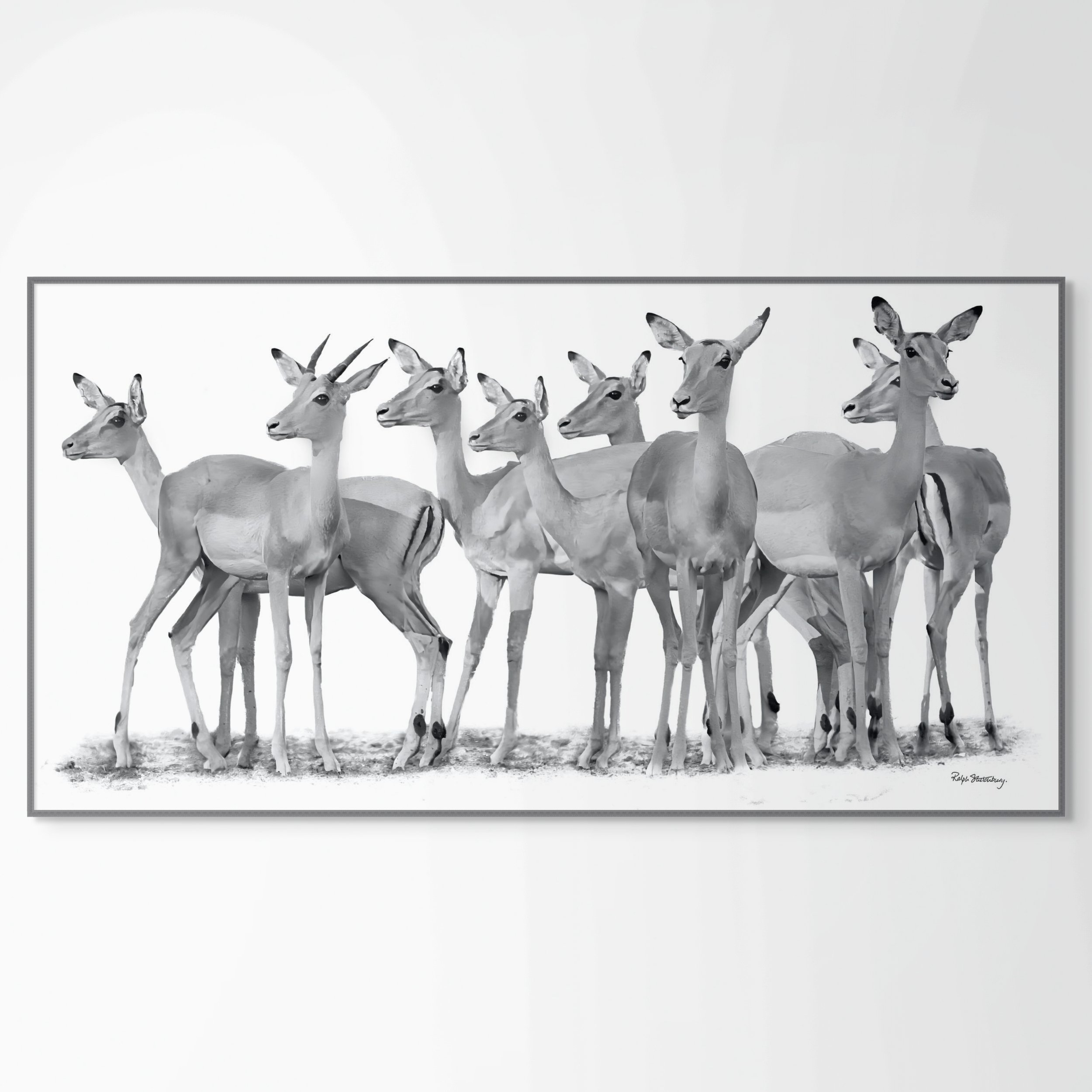 imp 05 impala abstract-full (3).jpg