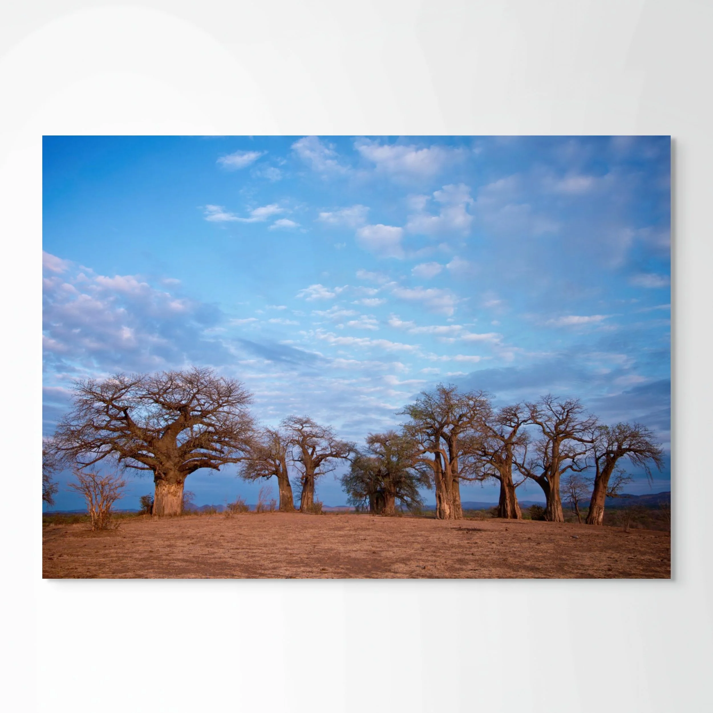 chitake baobabs unframed.jpg