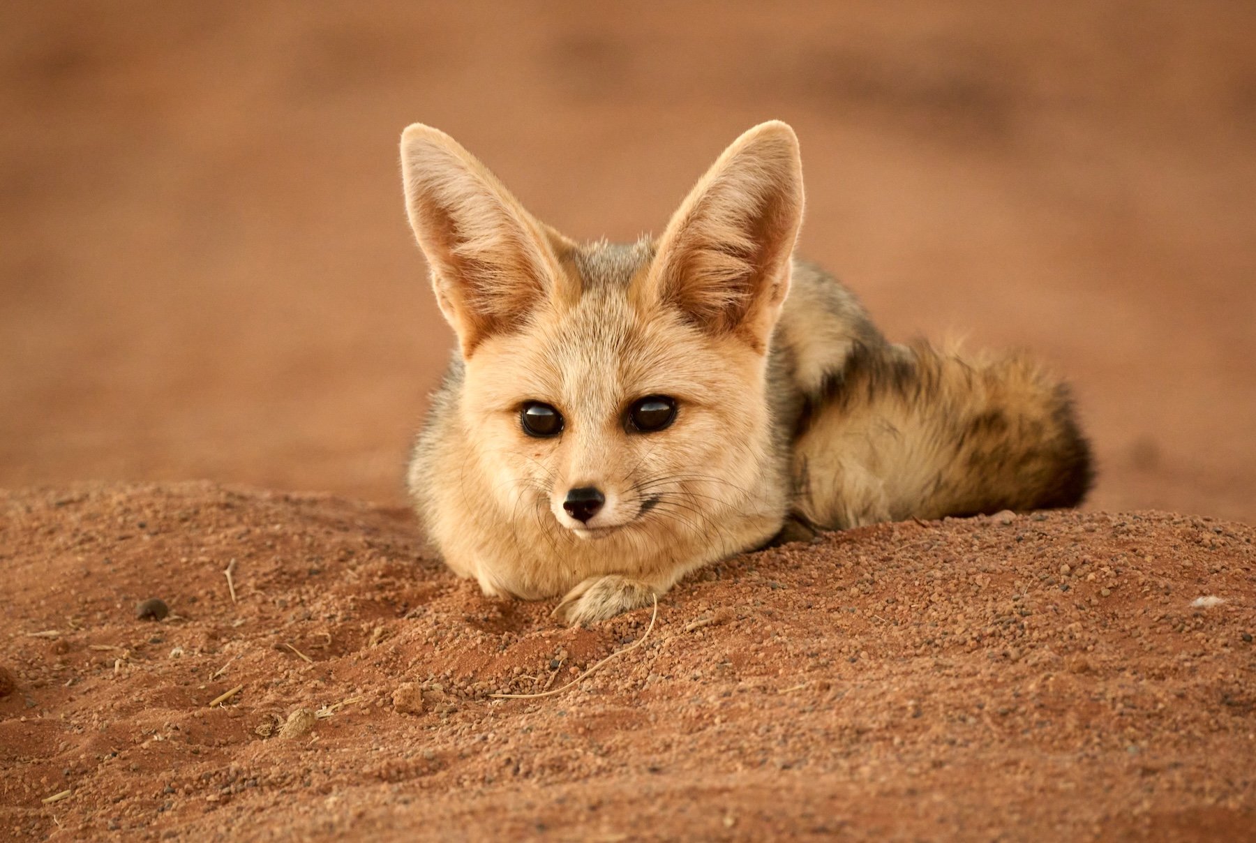 Cape Fox at Rest