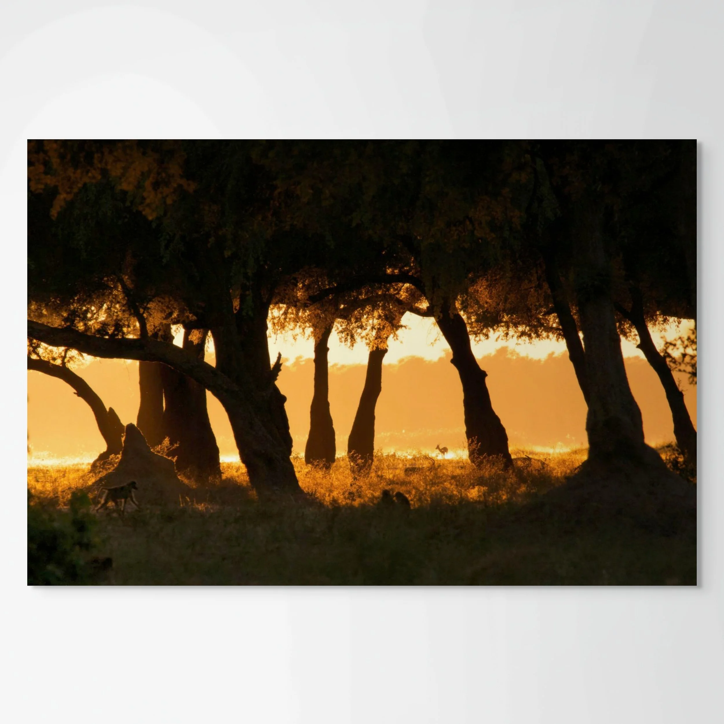 golden hour, mana-full.jpg