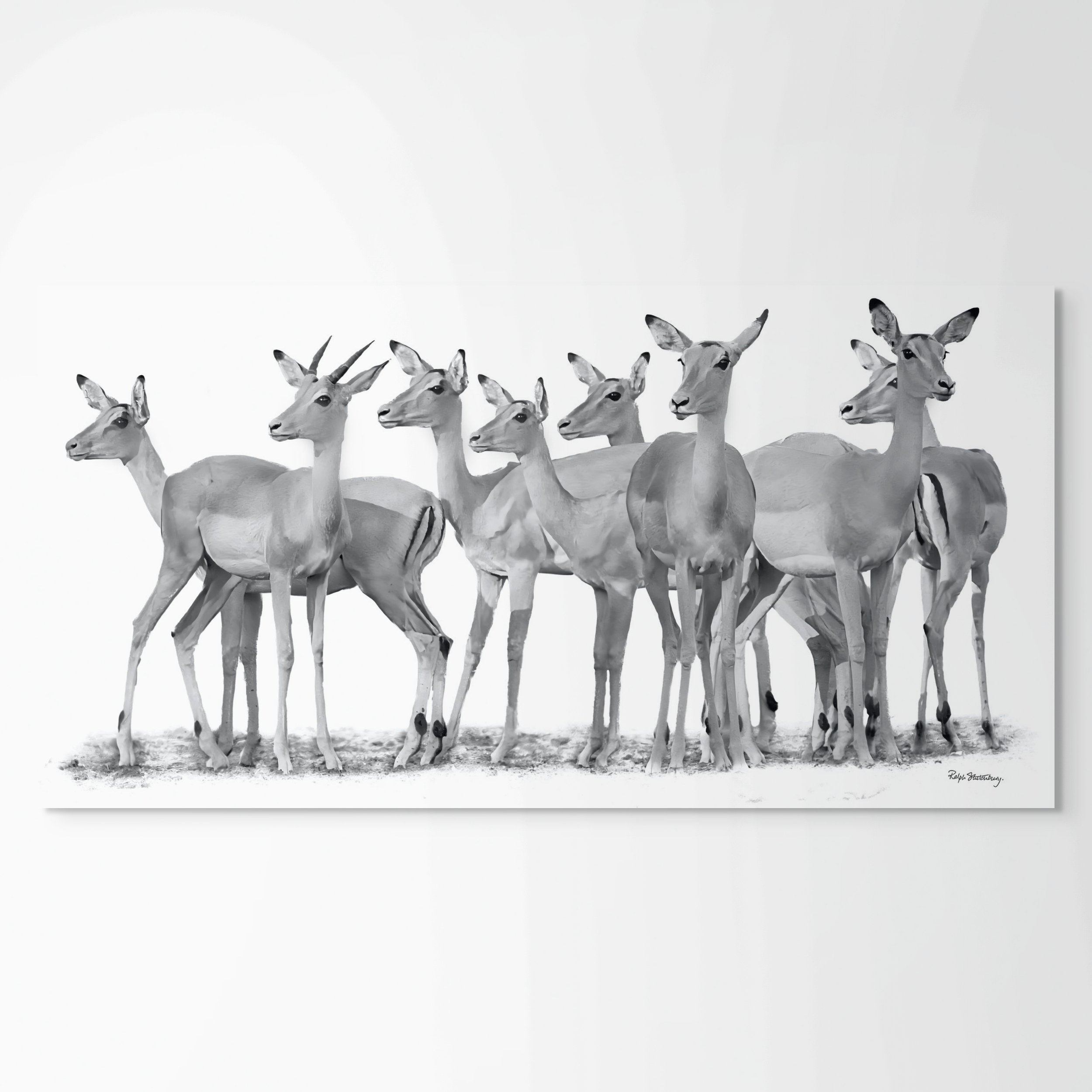 imp 05 impala abstract-full (2).jpg