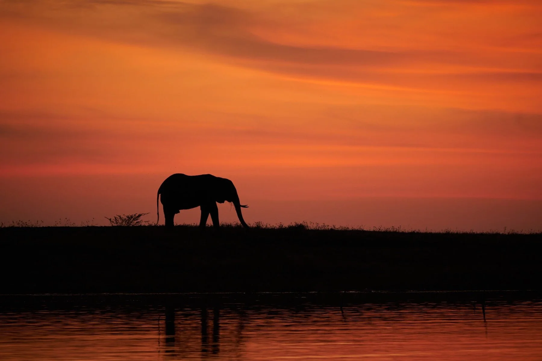 04 Kariba sunset with elephant Small.jpeg