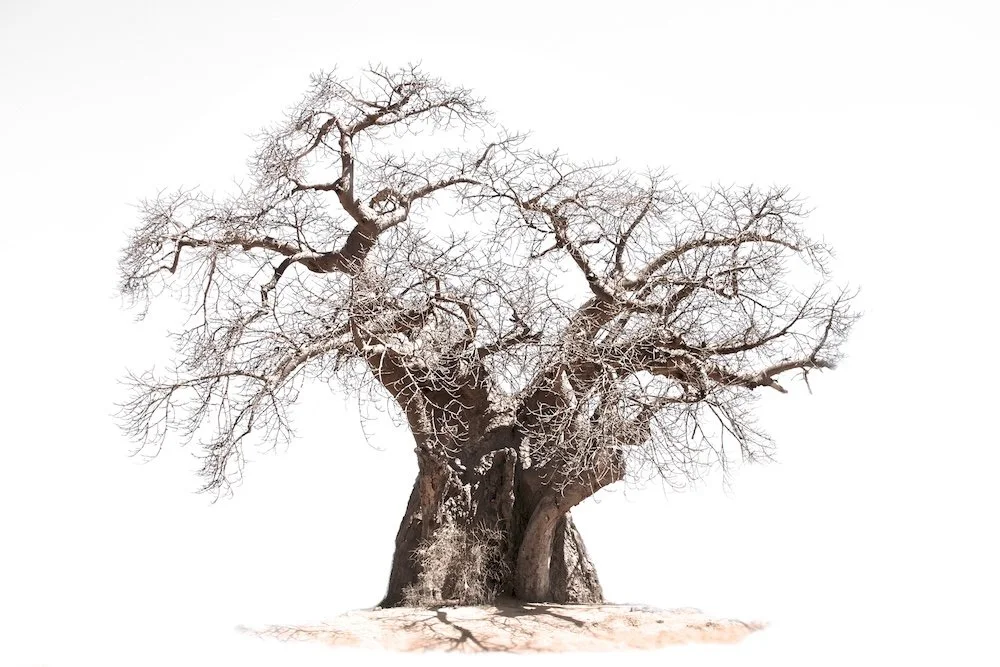 Baobab 7 small.jpg