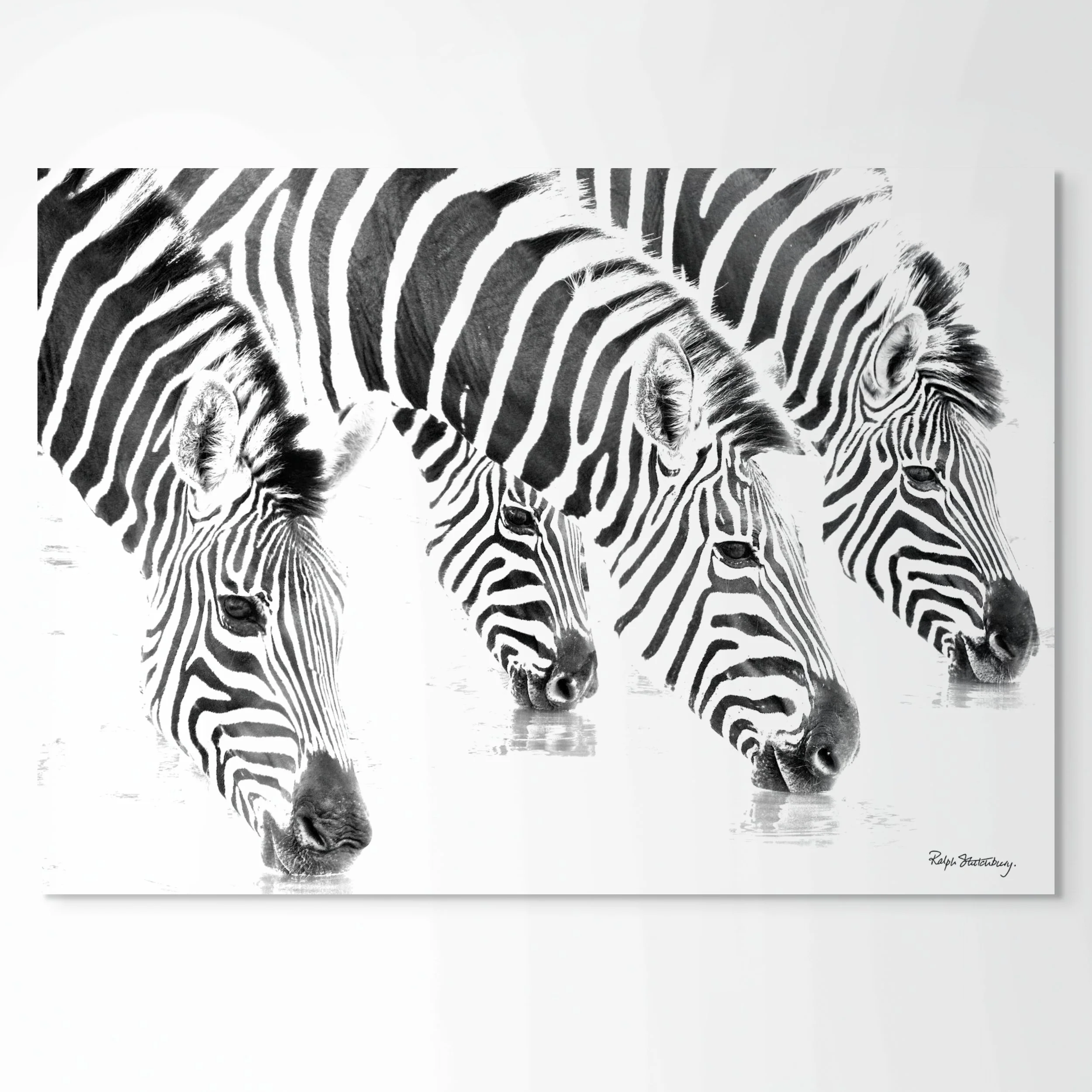 zeb 15 zebras four drinking-full.jpg