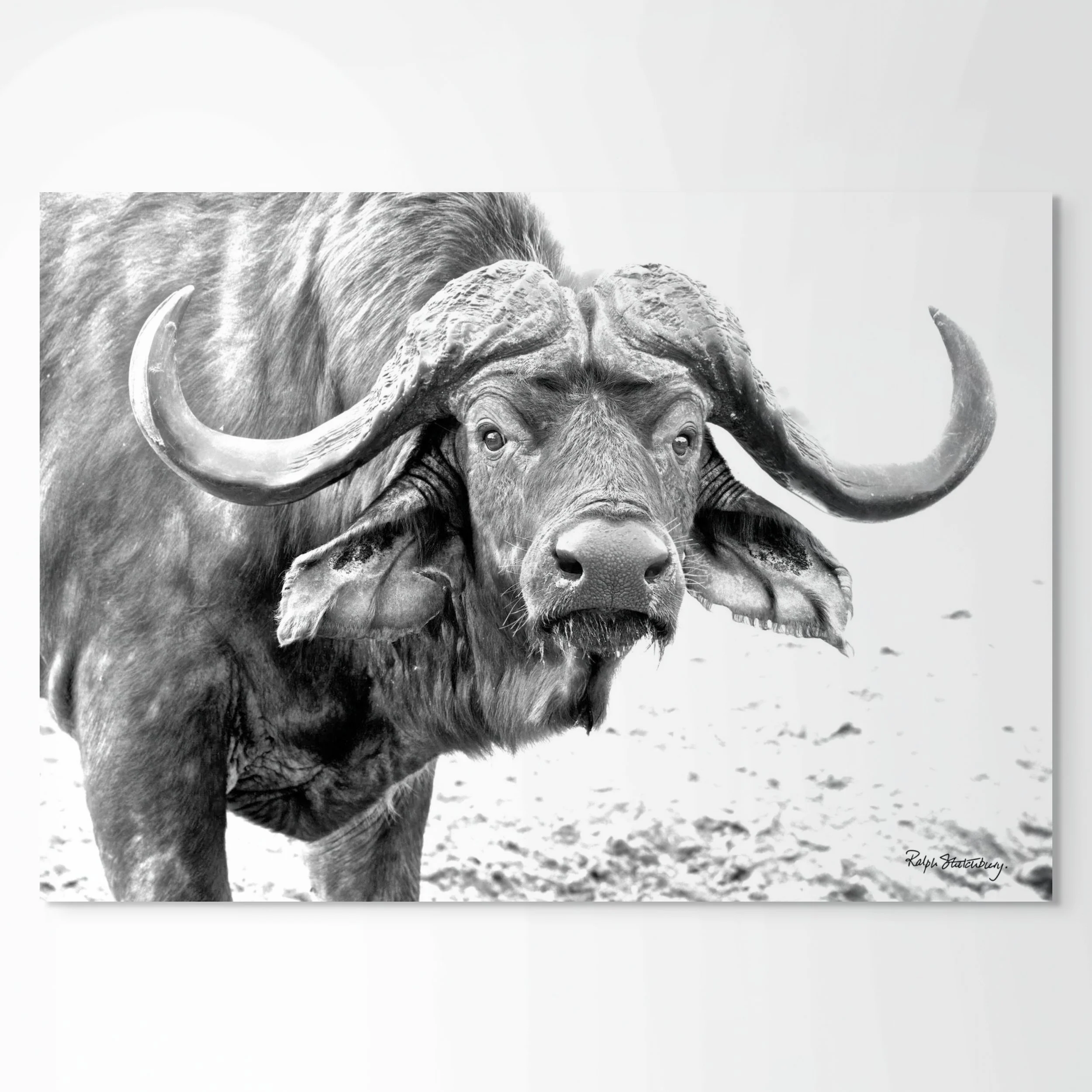 daga boy-full (3).jpg