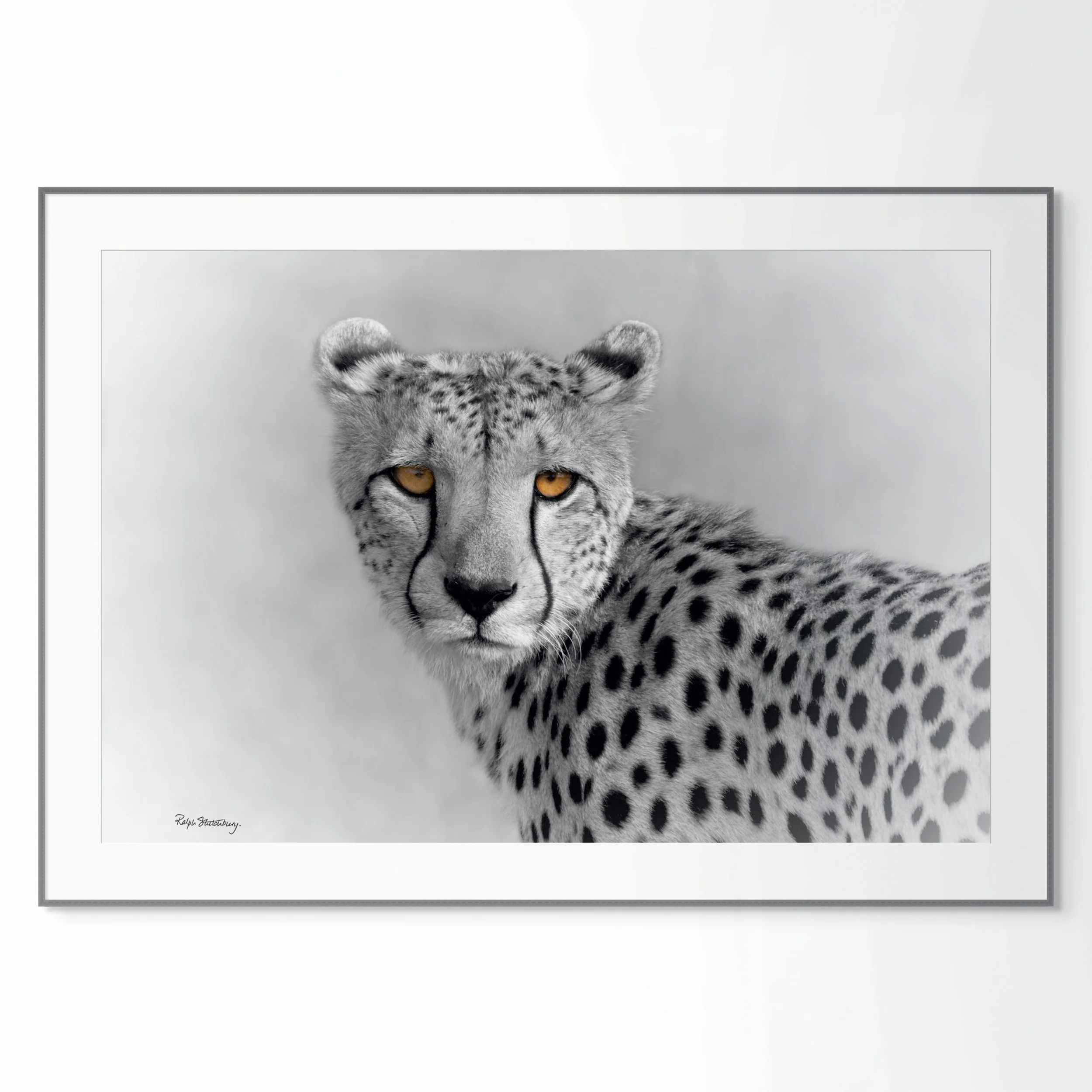 cheetah yellow eyes-full (1).jpg