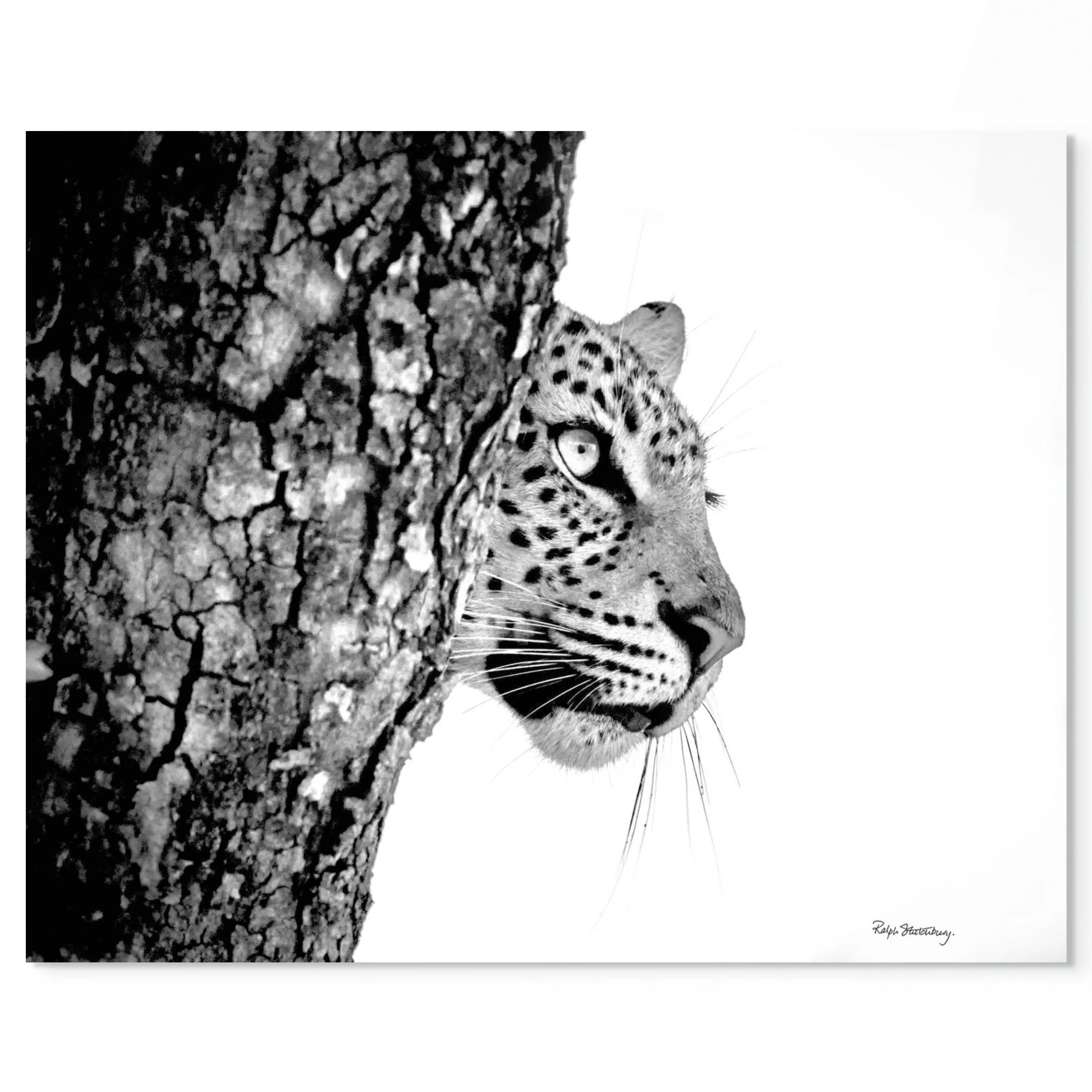 the watchful leopard-full.jpg