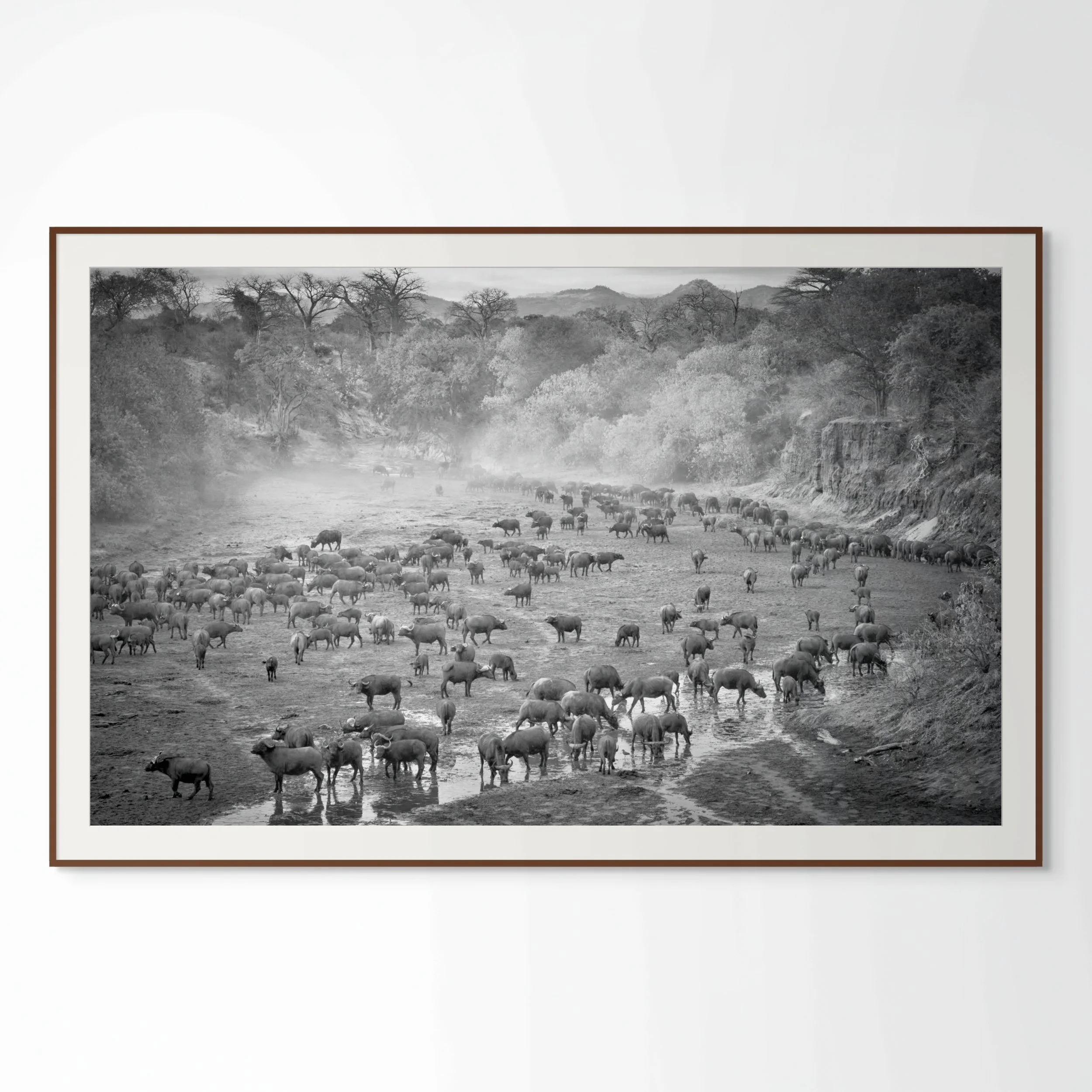 Chitake Buffalo Herd