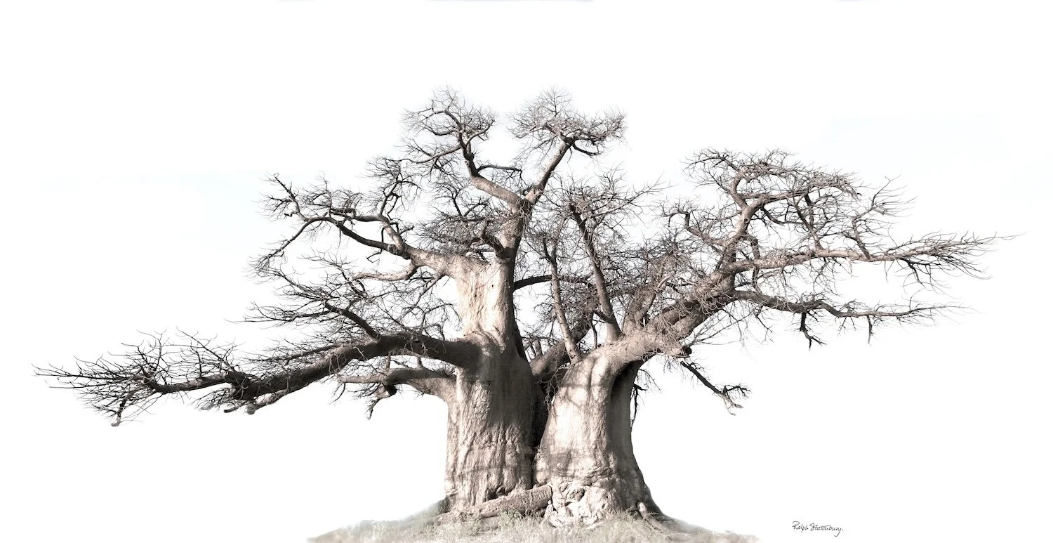 baobab small.jpg