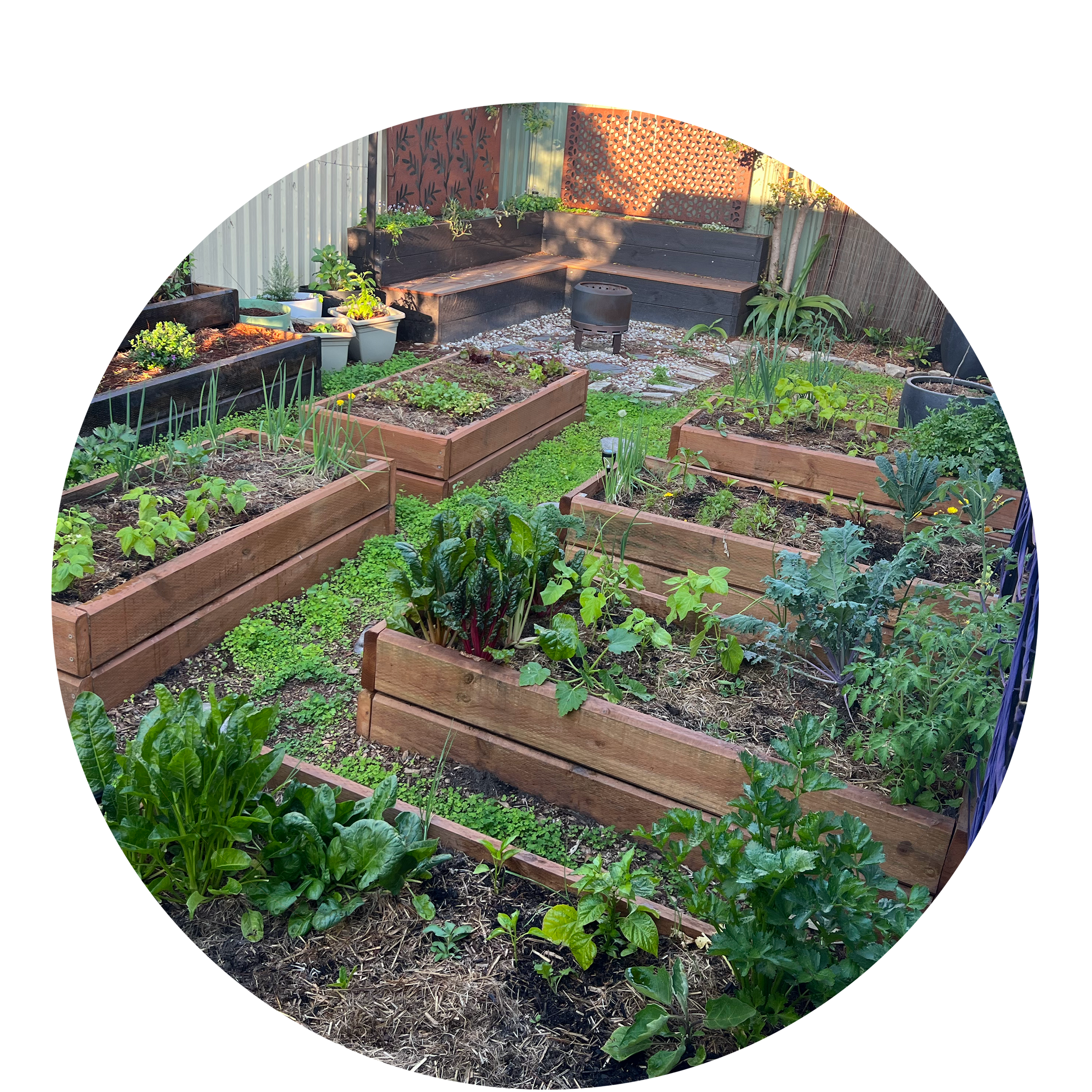 A backyard vegetable garden with multiple raised wooden beds filled with leafy greens, herbs, and other vegetables, and a sitting area with benches and a small fire pit in the background.