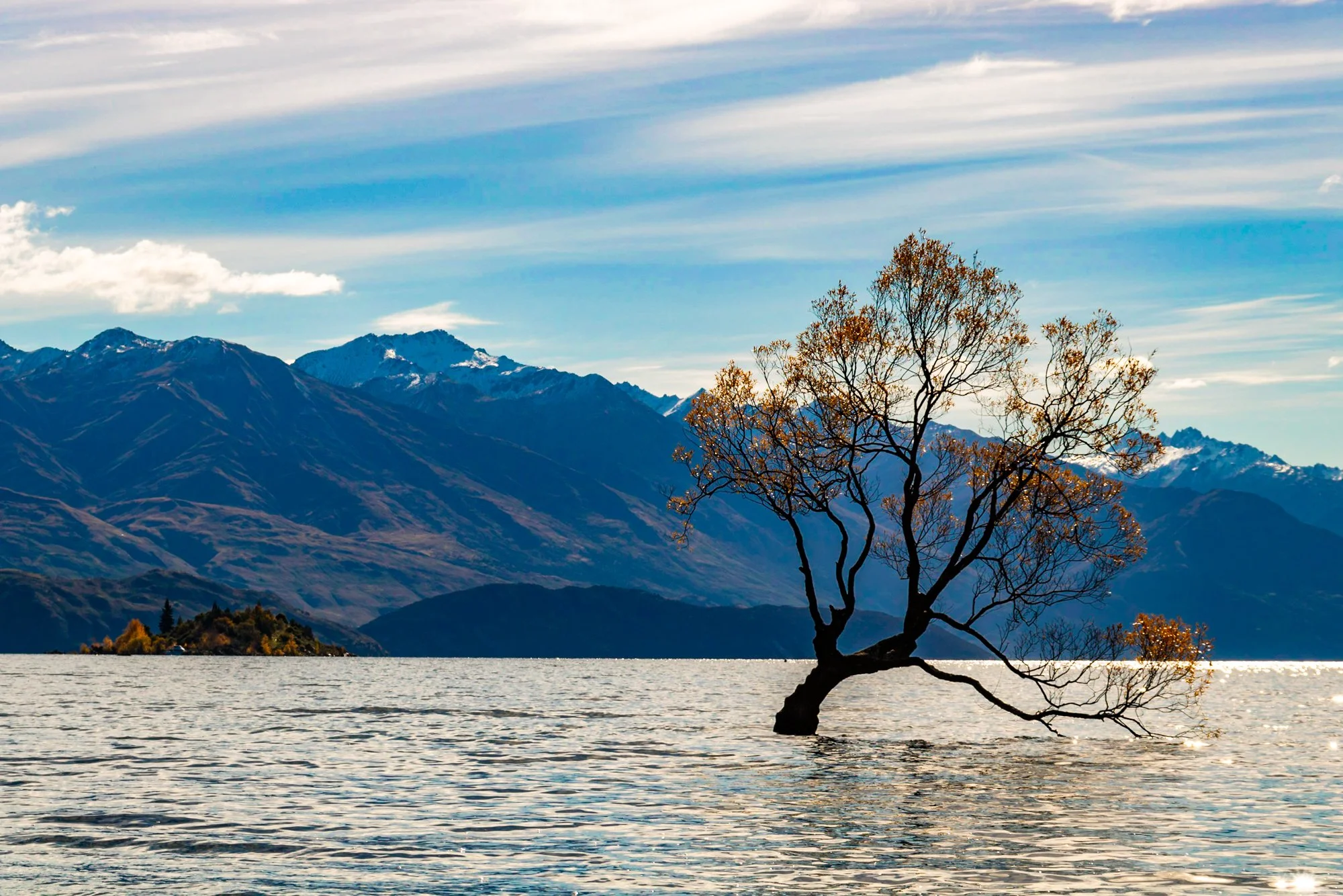 Wanaka Tree