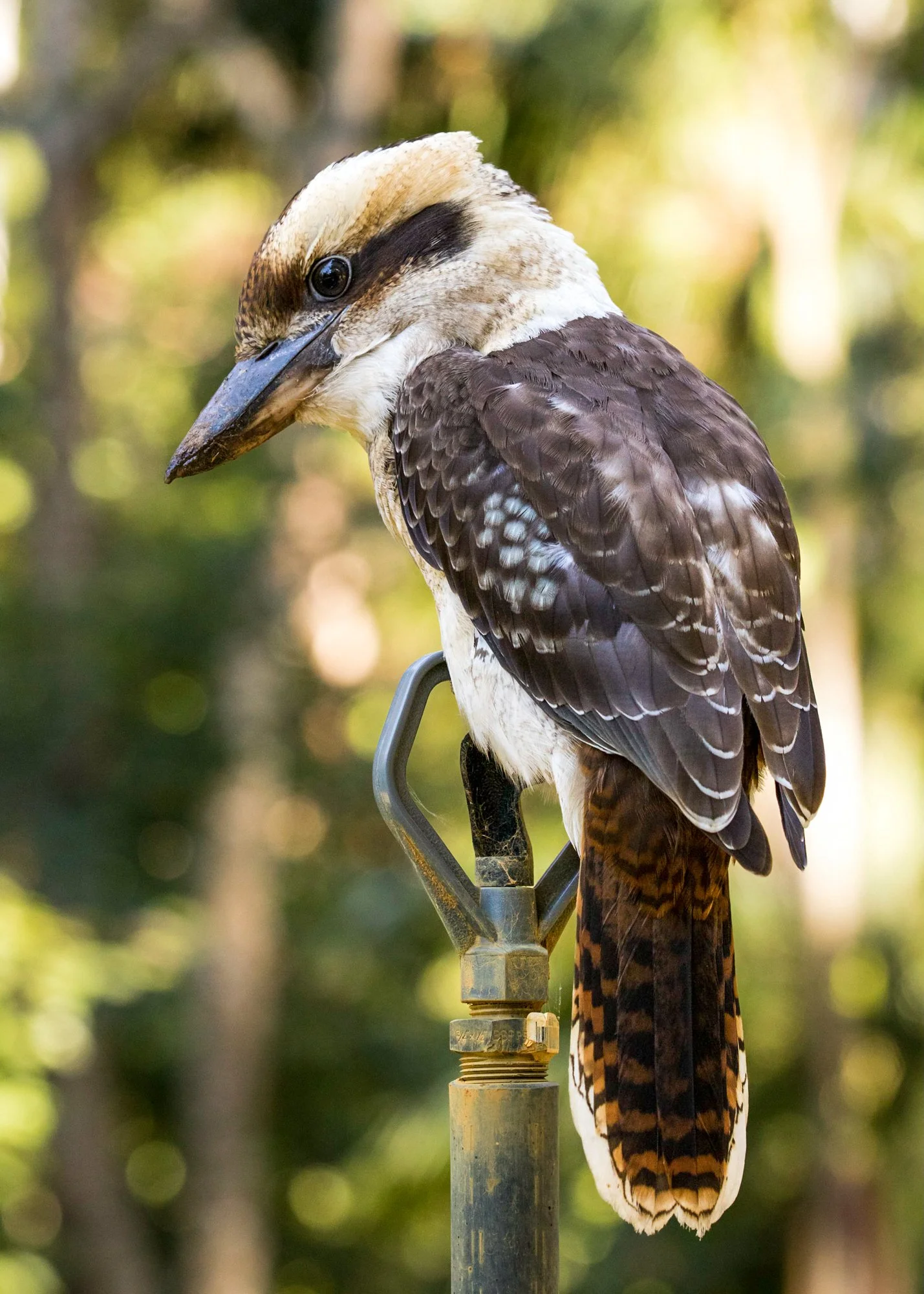 Kookaburra 2