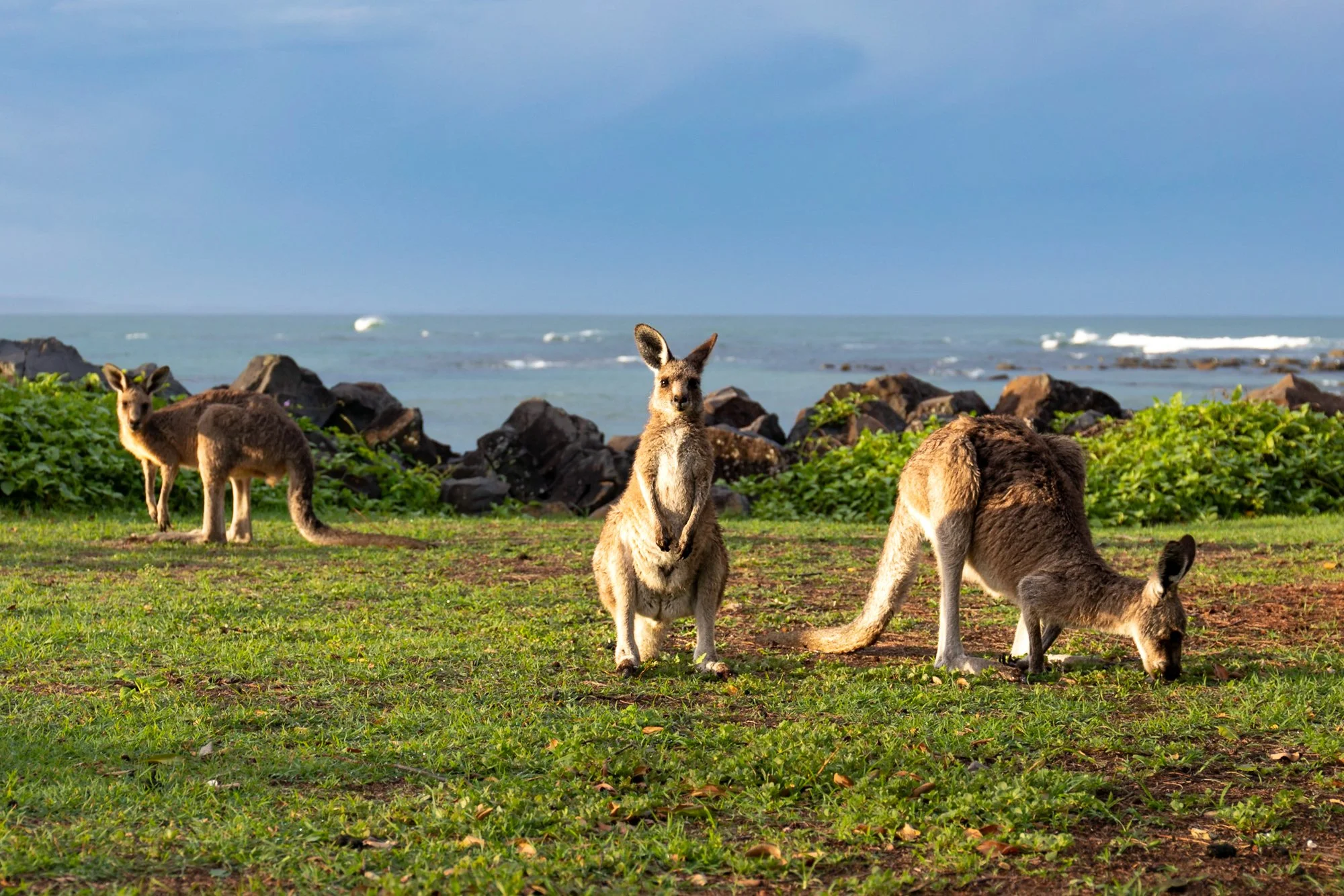 Woody head roos 2