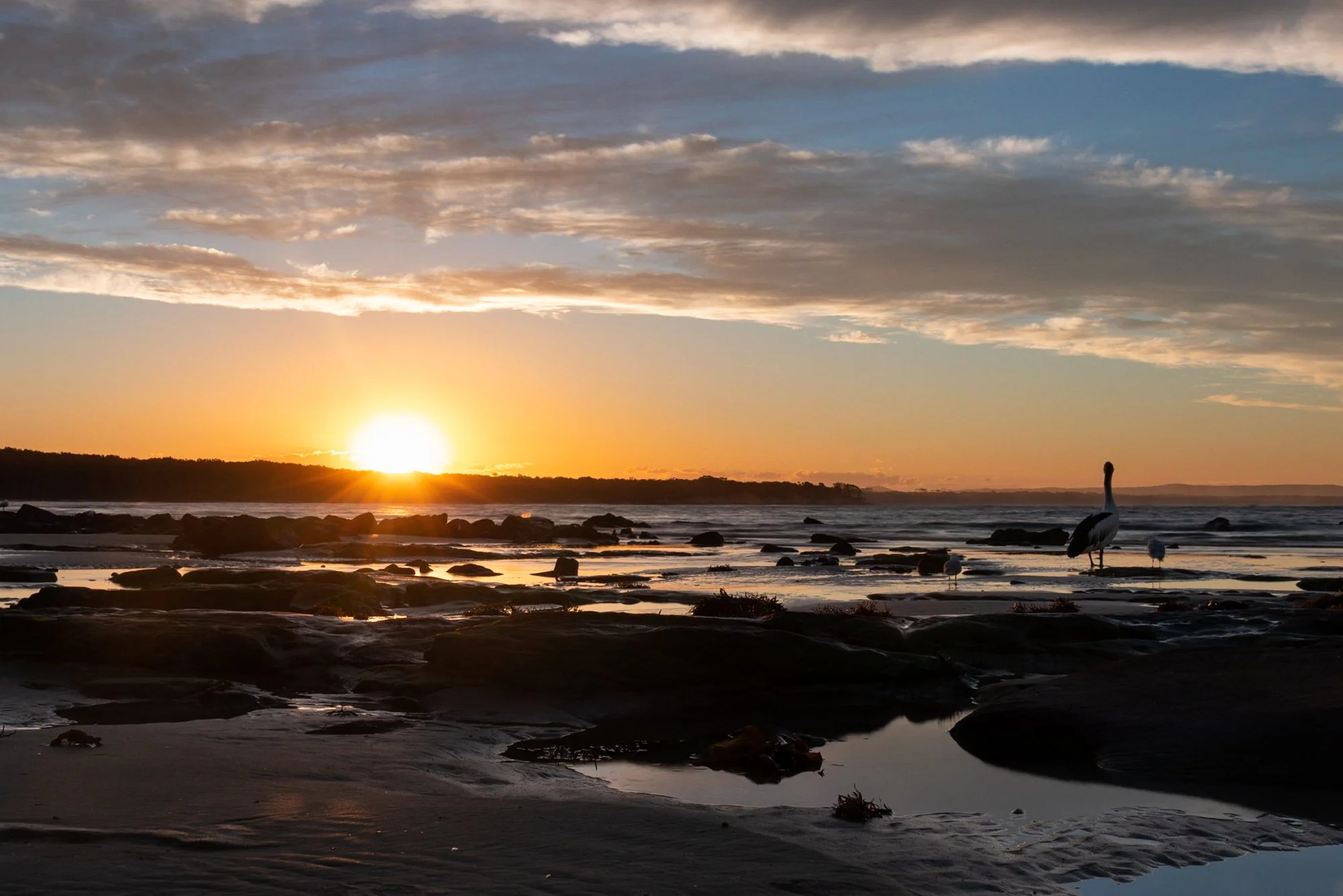 Pelican sunset 2